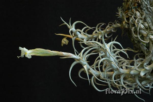 Tillandsia yuncharaensis