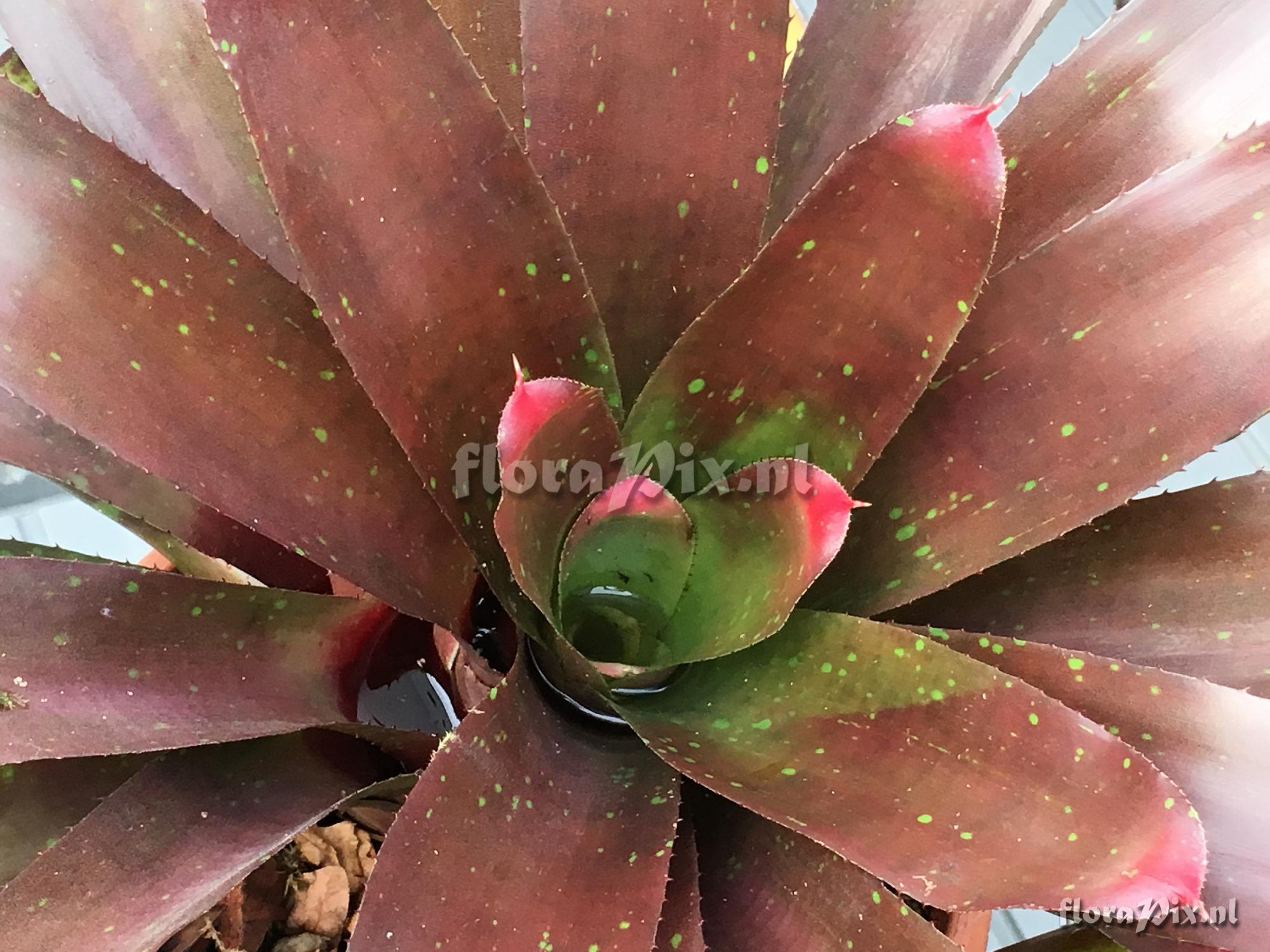 Neoregelia hybrid