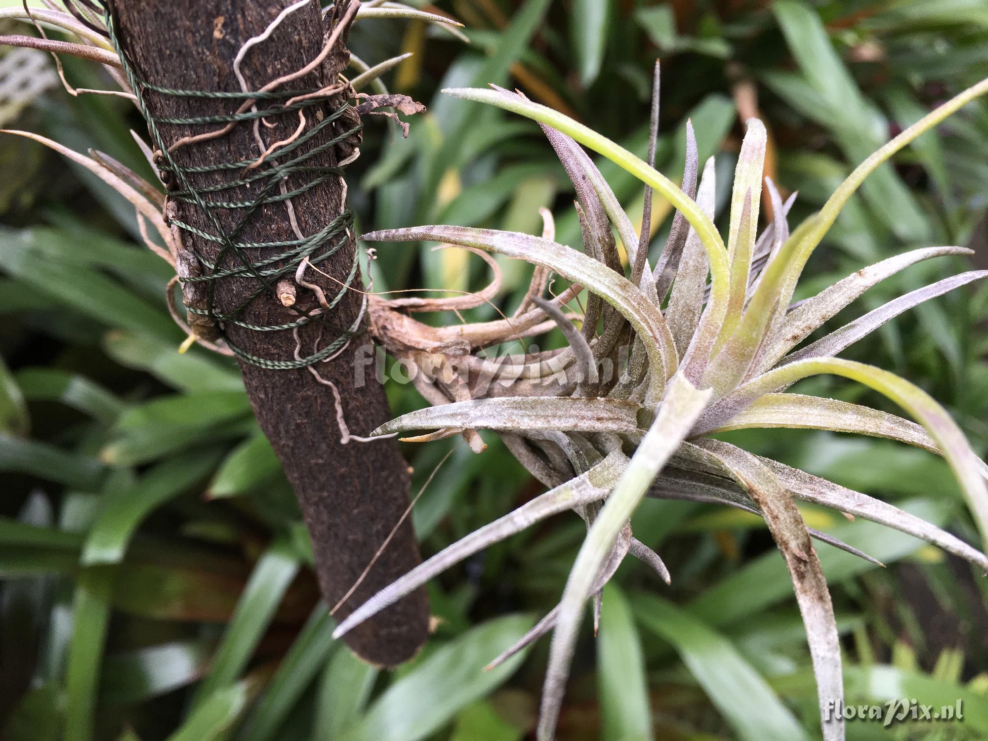 Tillandsia species