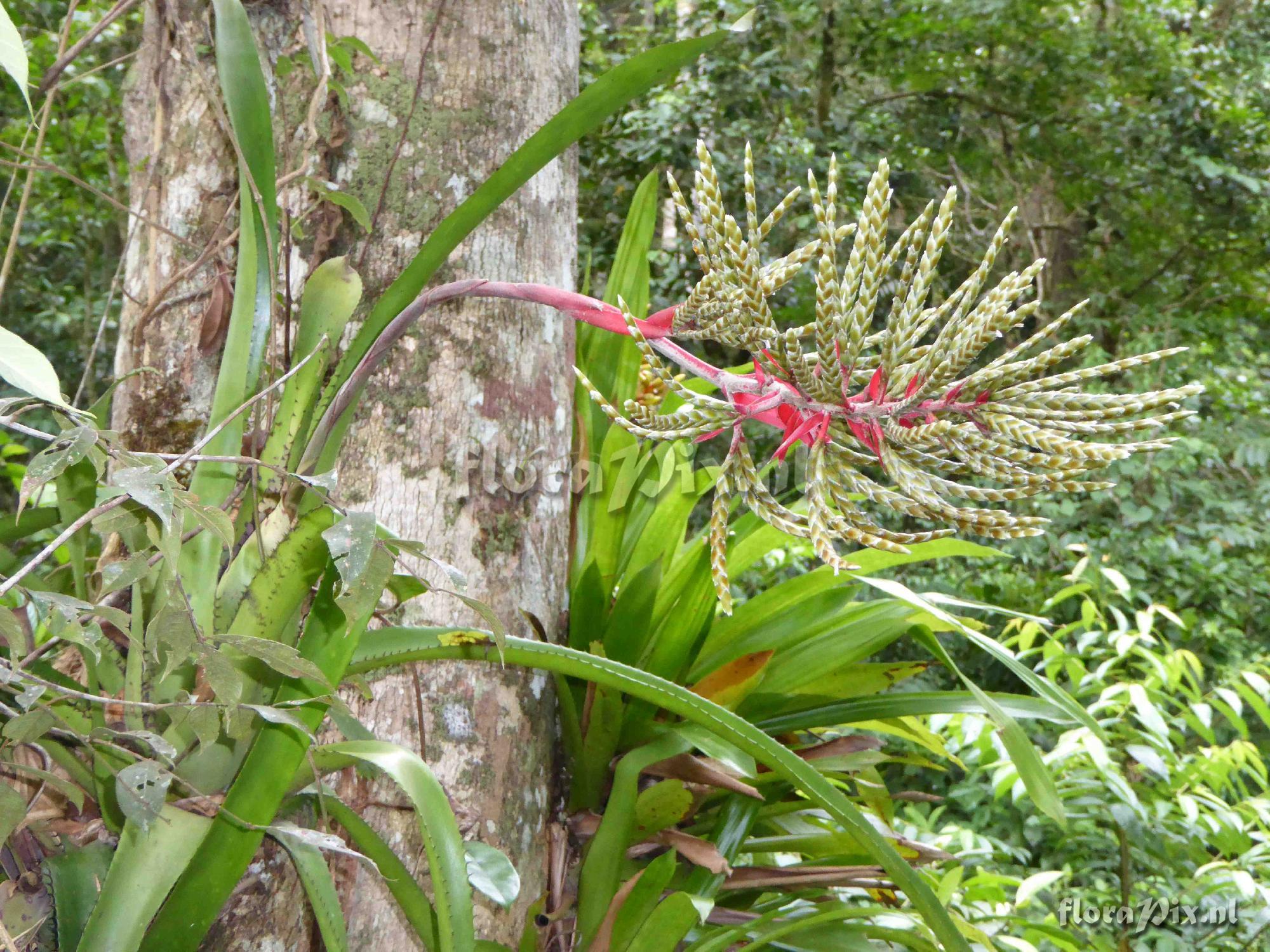 Aechmea dactylina