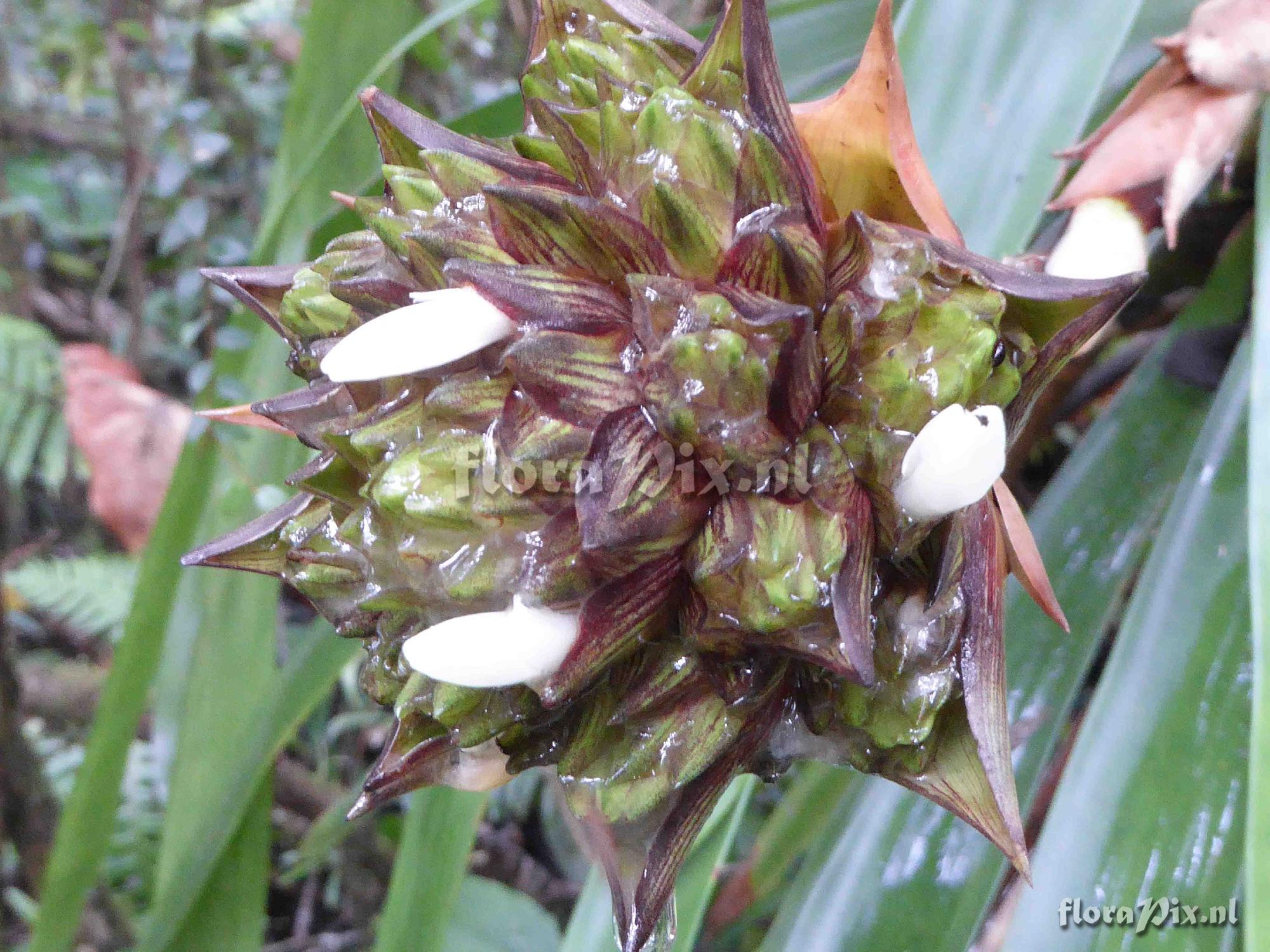 Guzmania glomerata