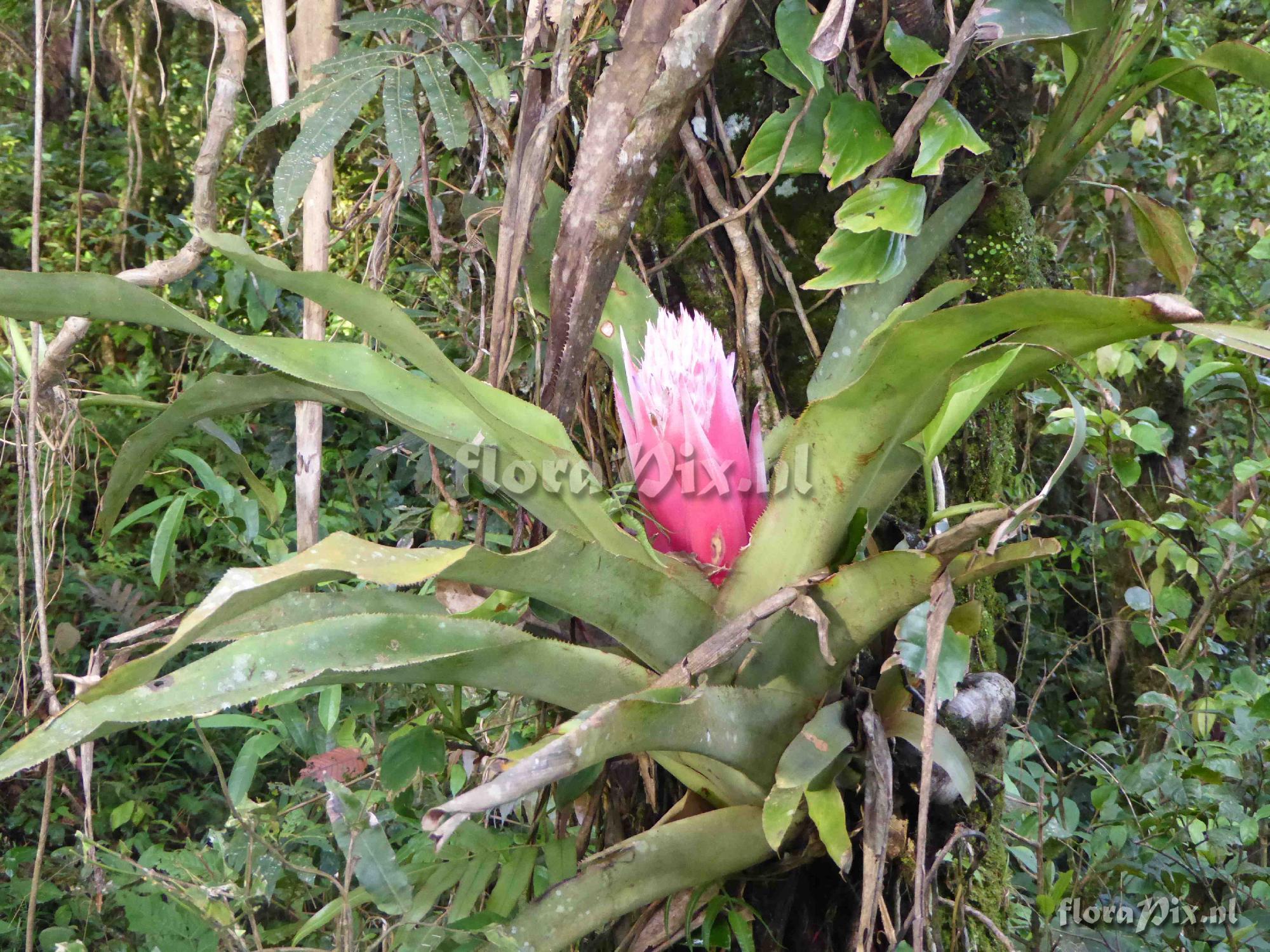 Aechmea sp. ?