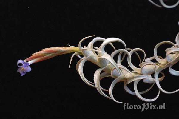 Tillandsia yuncharaensis