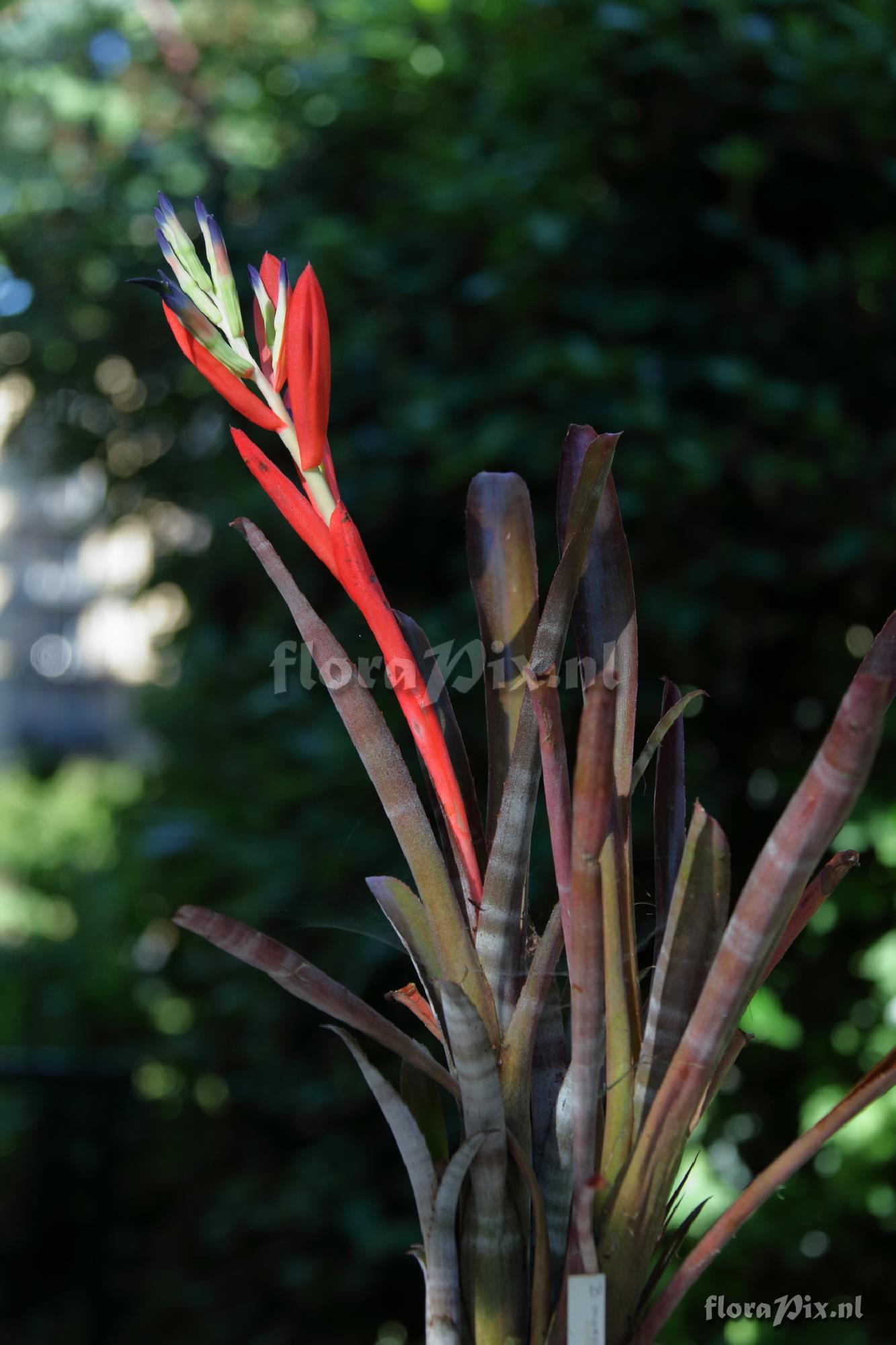 Billbergia morelii