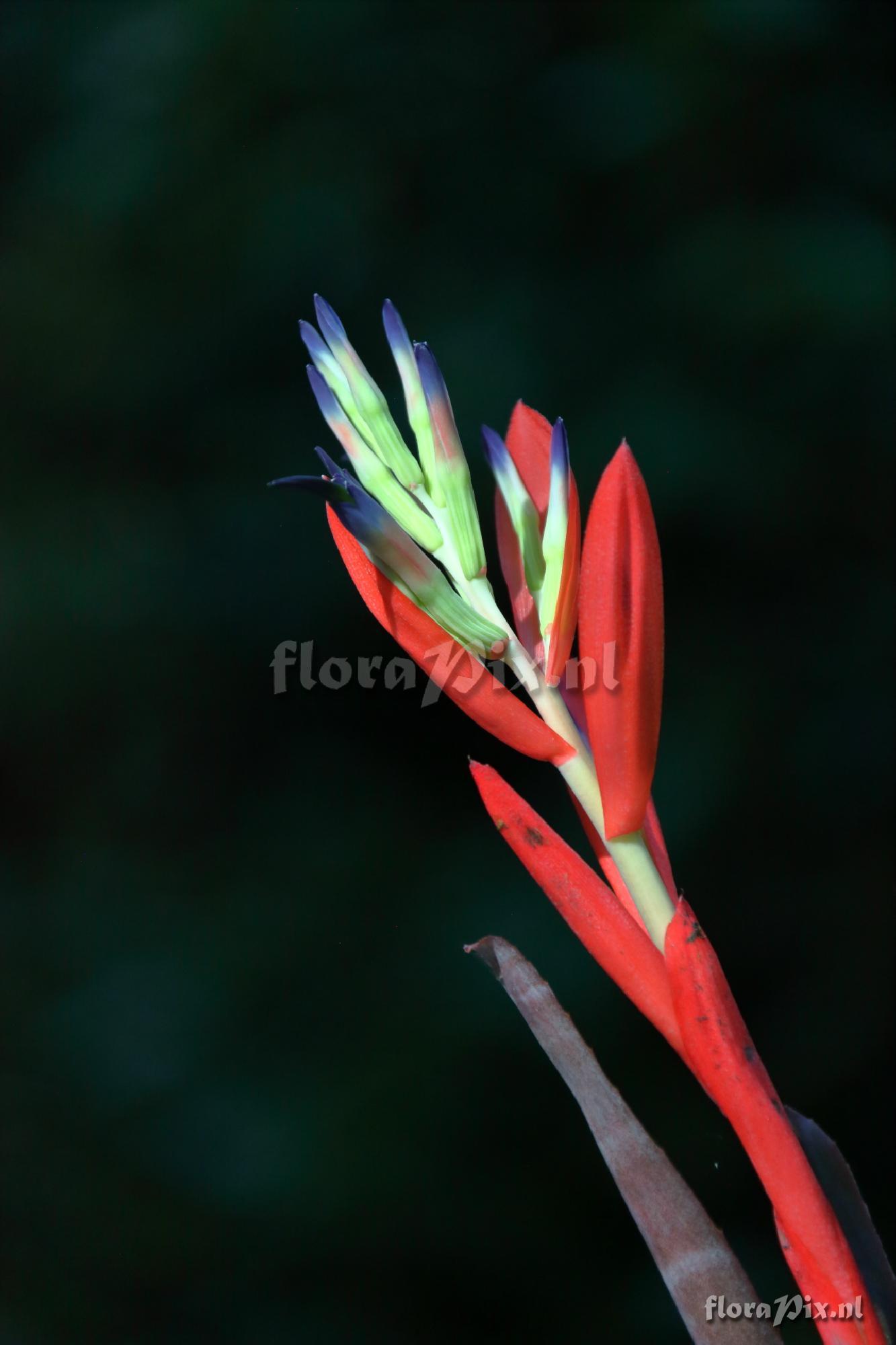 Billbergia morelii