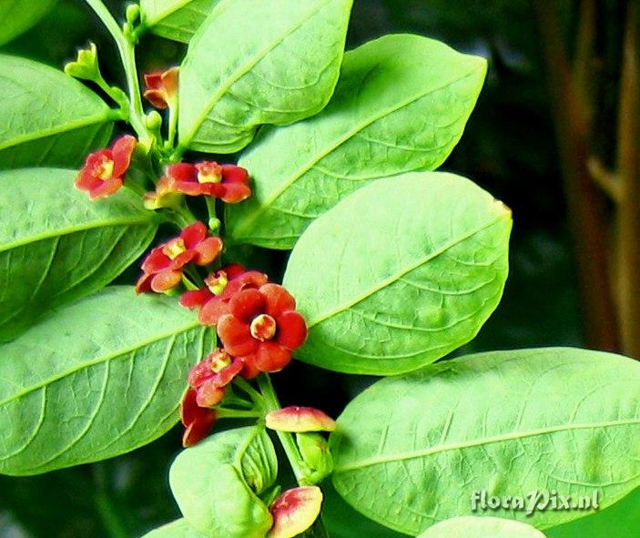 Sauropus sp. Euphorbiaceae