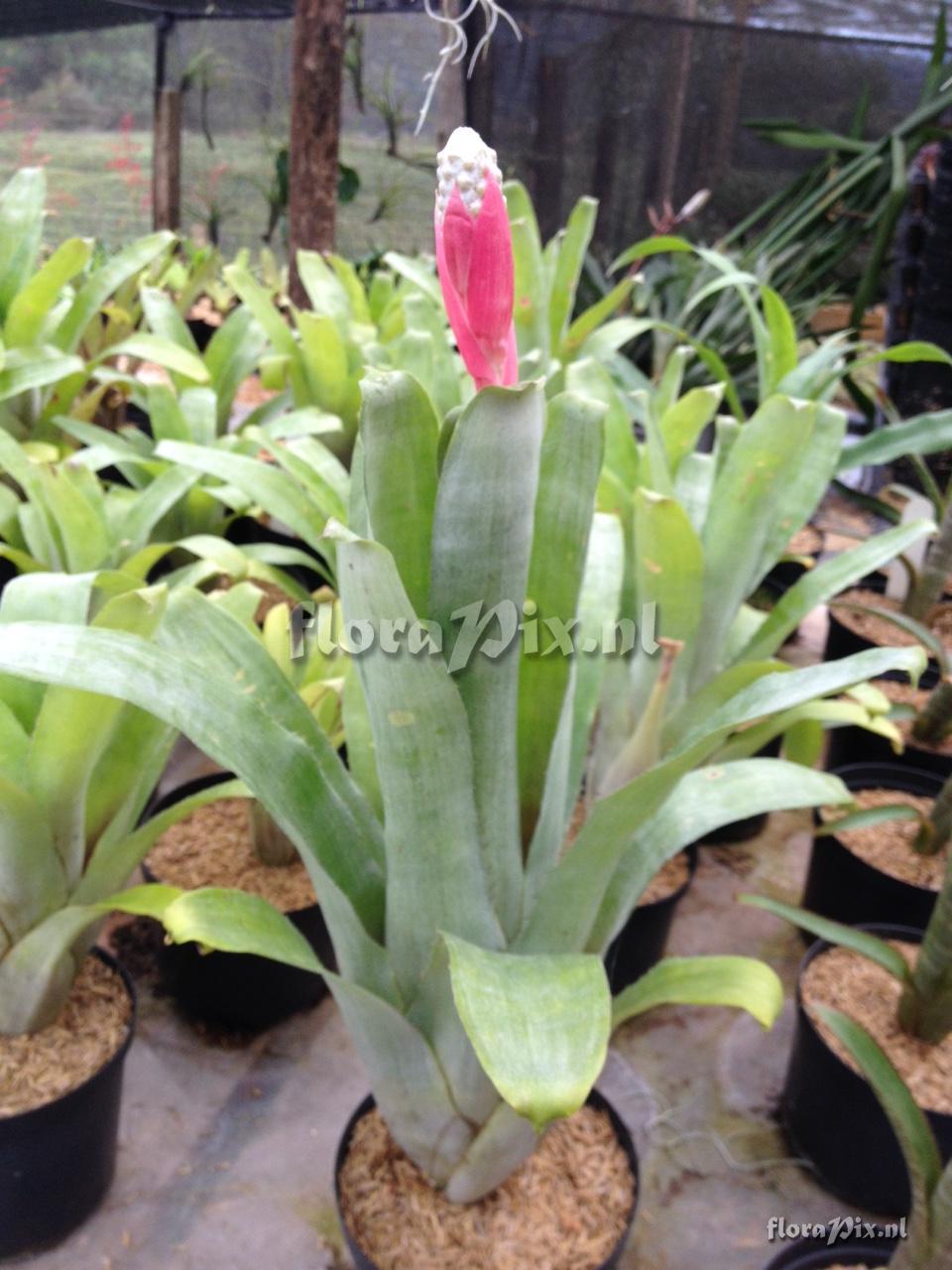 Aechmea bromeliifolia or maculata