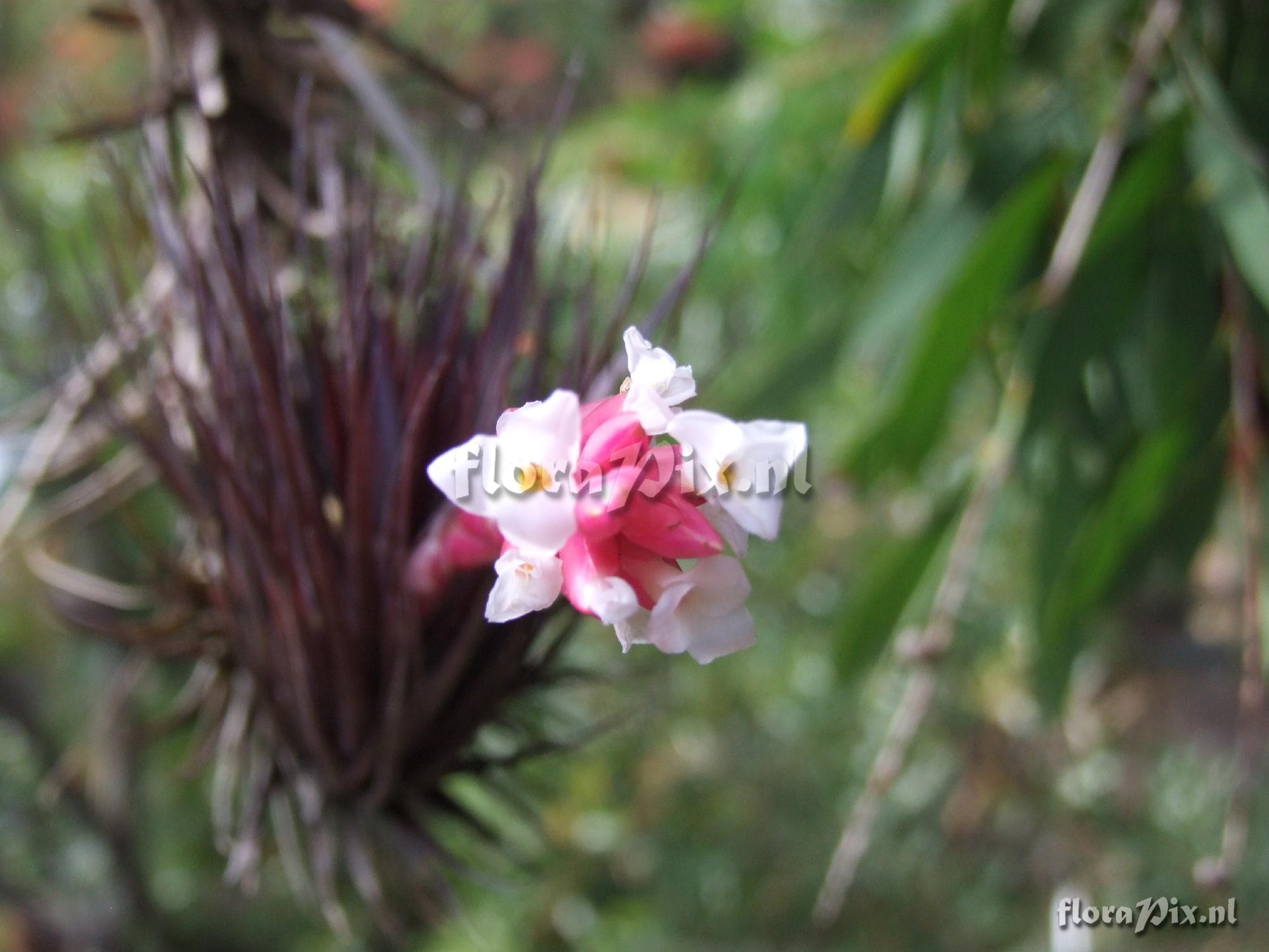 Tillandsia tenuifolia rubra?