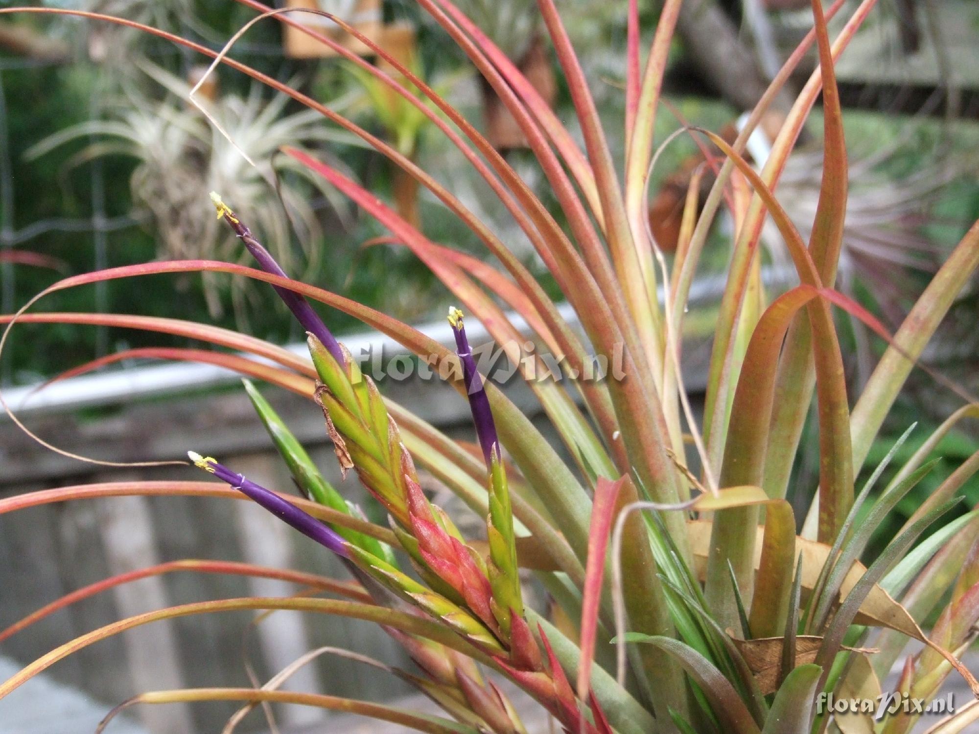 Tillandsia hybrid?