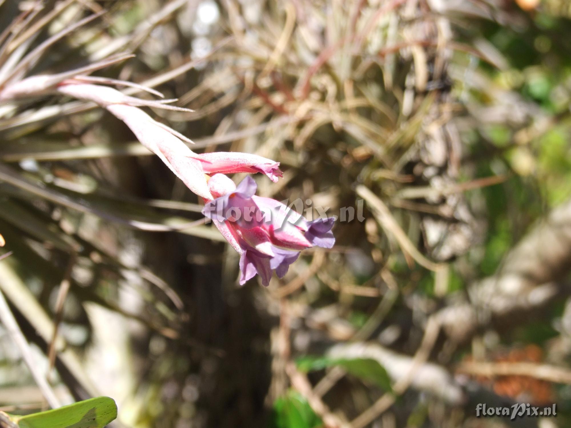 Tillandsia unknown