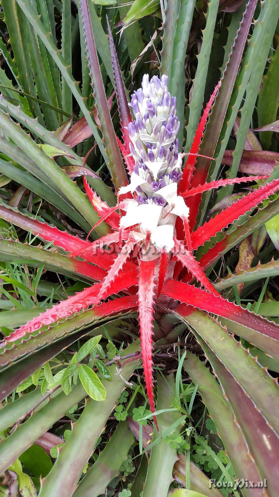 Bromelia cf. laciniosa