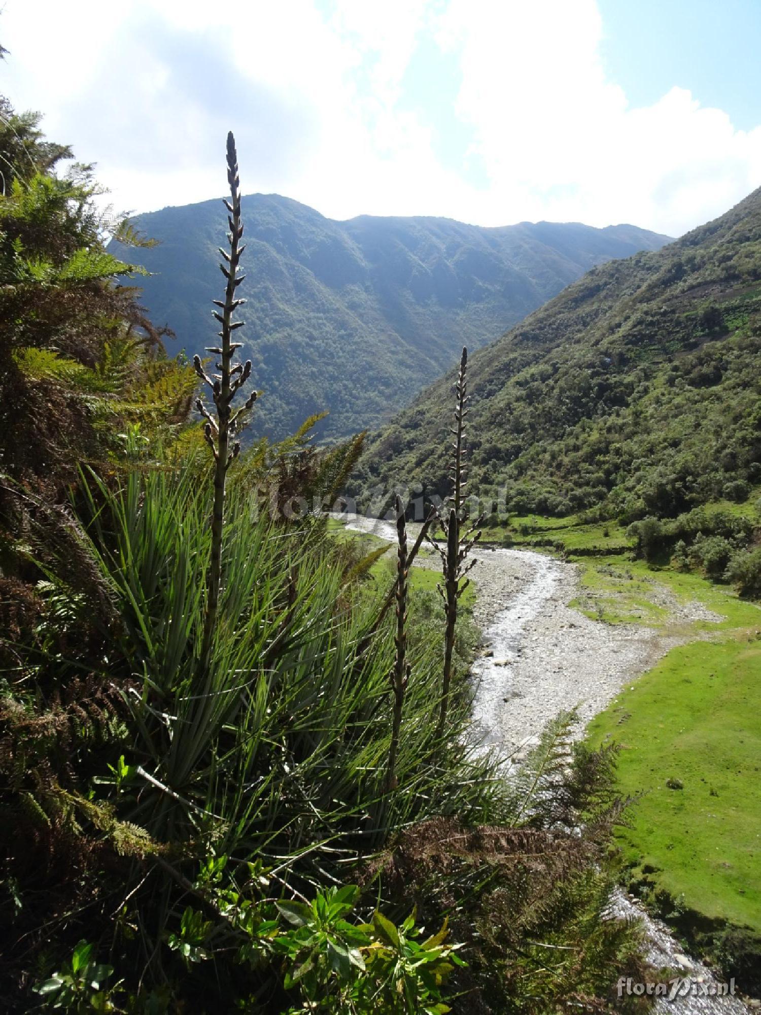 Puya 