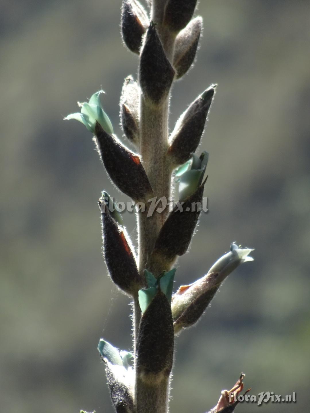 Puya 