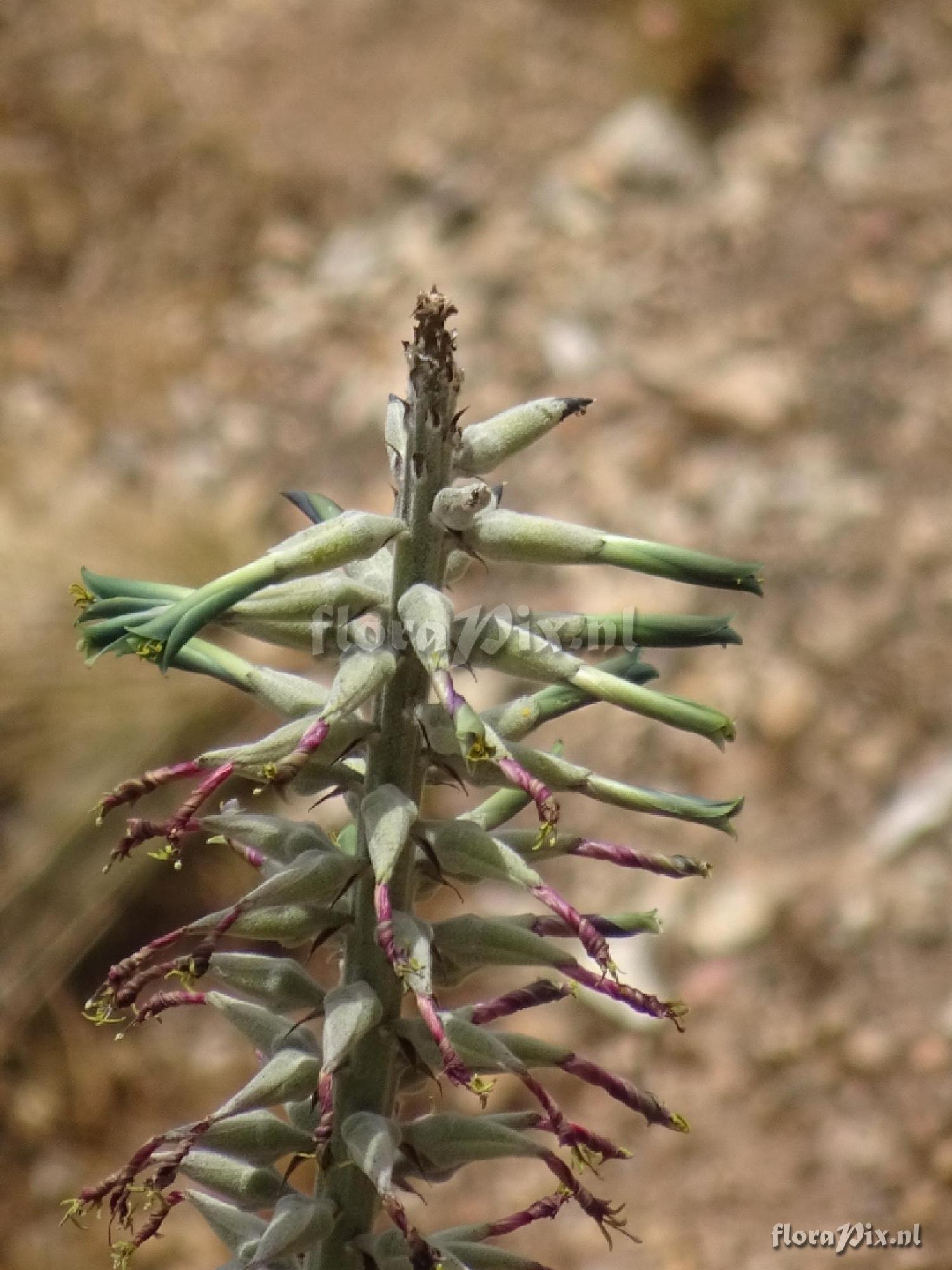 Puya 