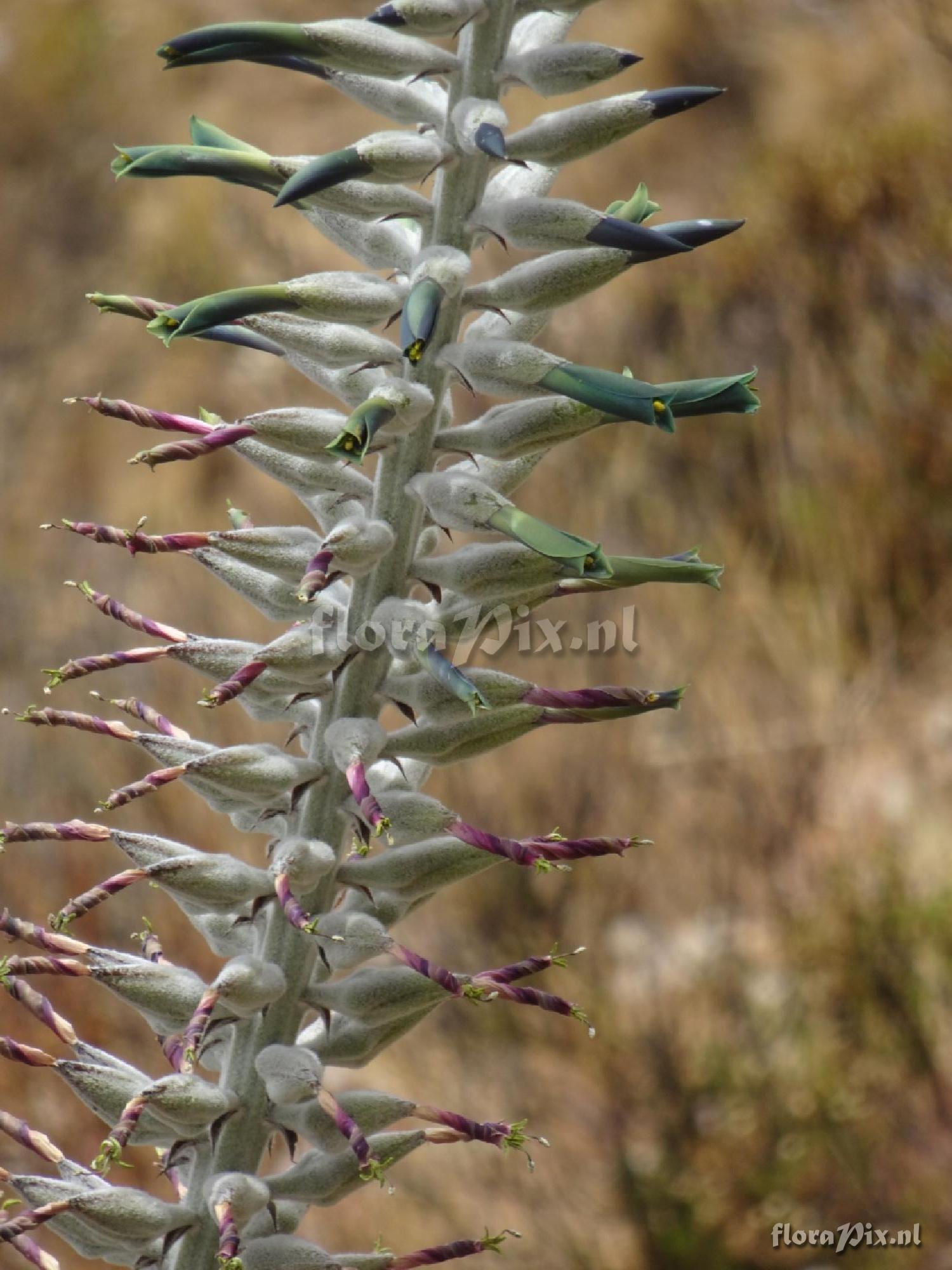 Puya 