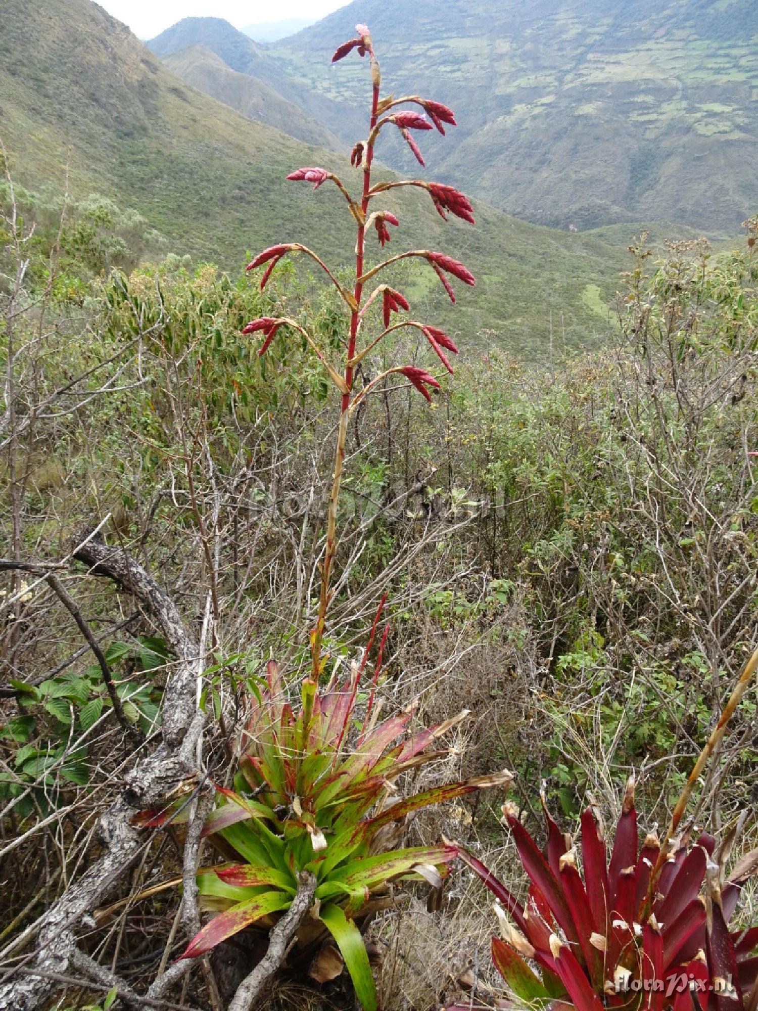 Tillandsia stenoura x complanata