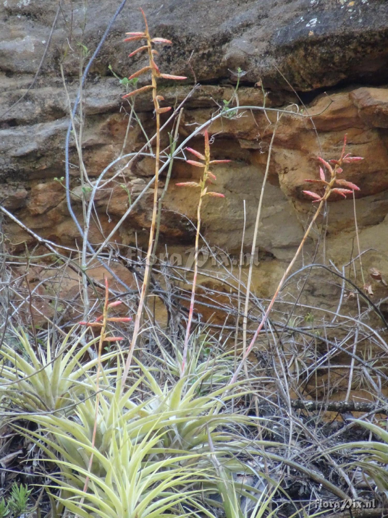 Tillandsia latifolia s.l.