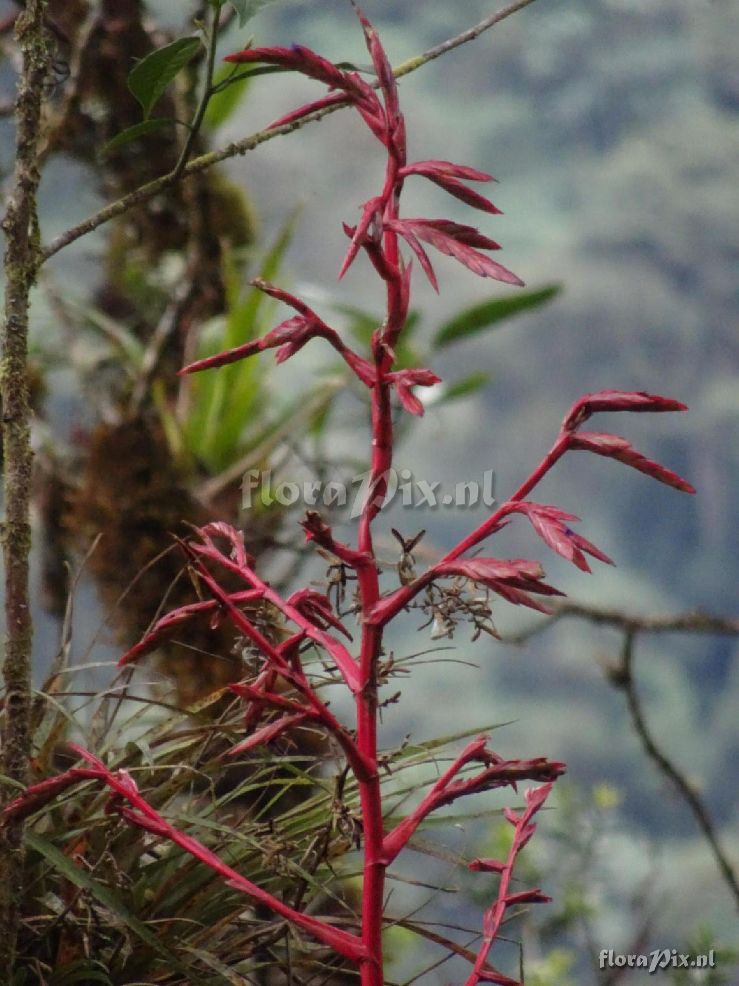 Tillandsia tovarenisis?