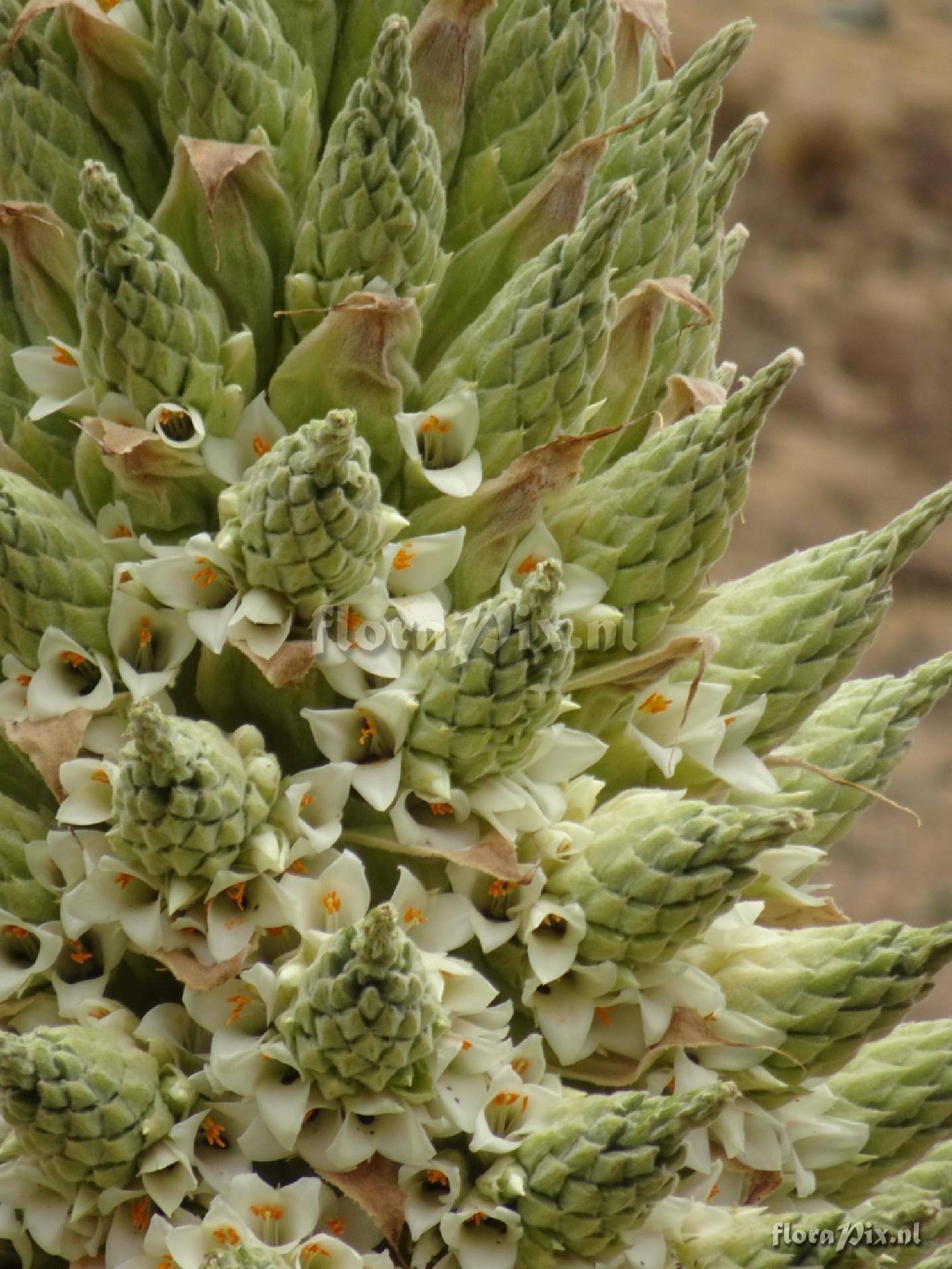 Puya raimondii