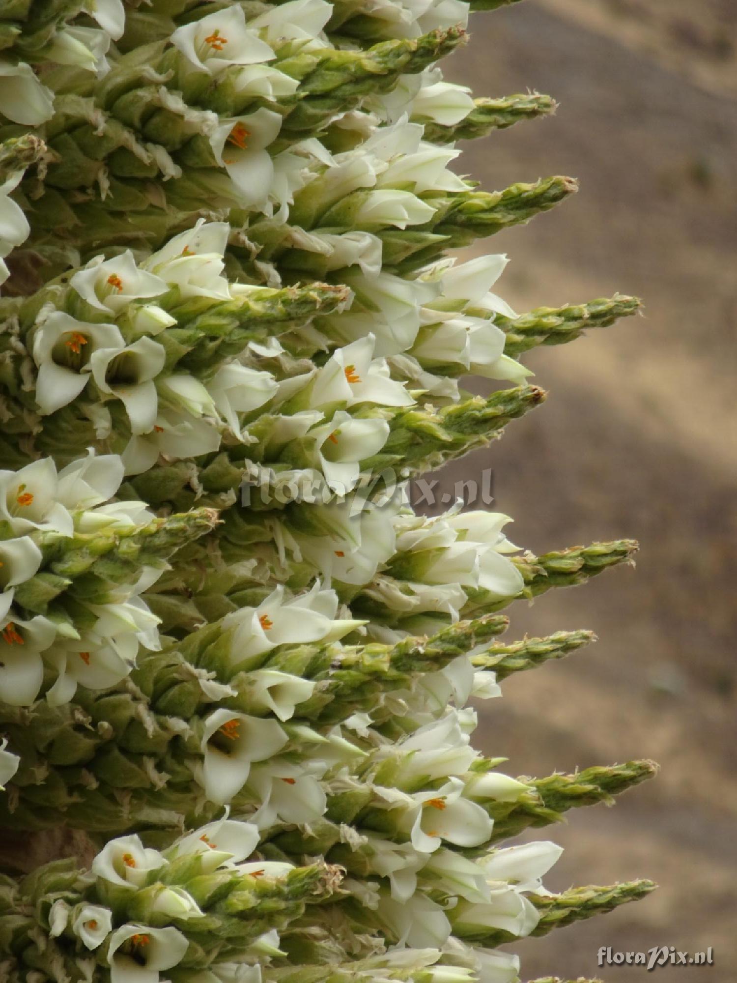 Puya raimondii