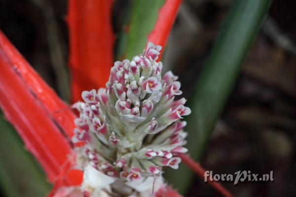 Bromelia 