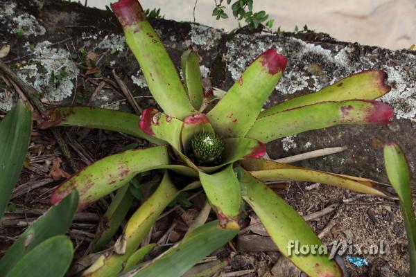 Neoregelia??