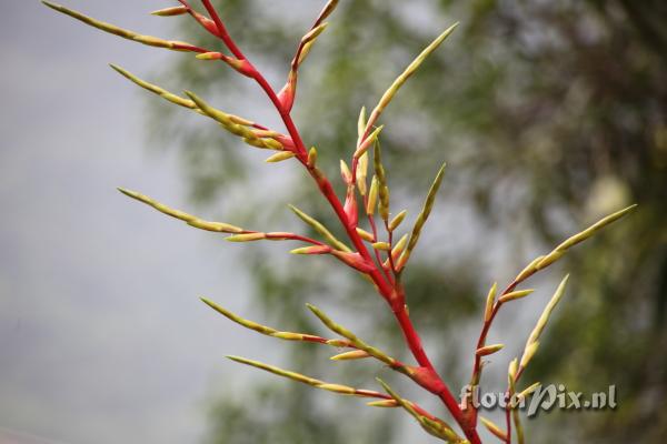 Tillandsia ?