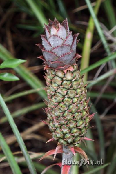 Ananas sp.