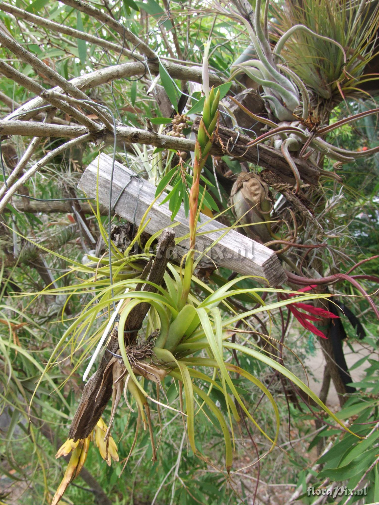 Tillandsia unknown