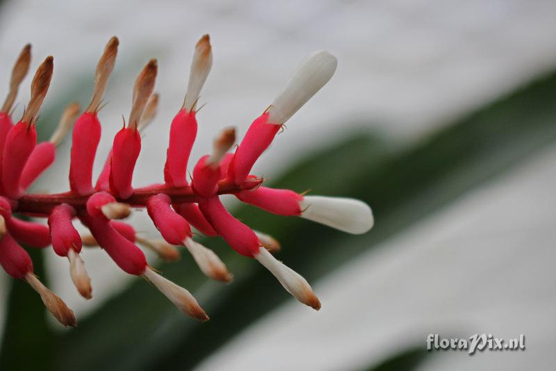 Aechmea gamosepala var. nivea