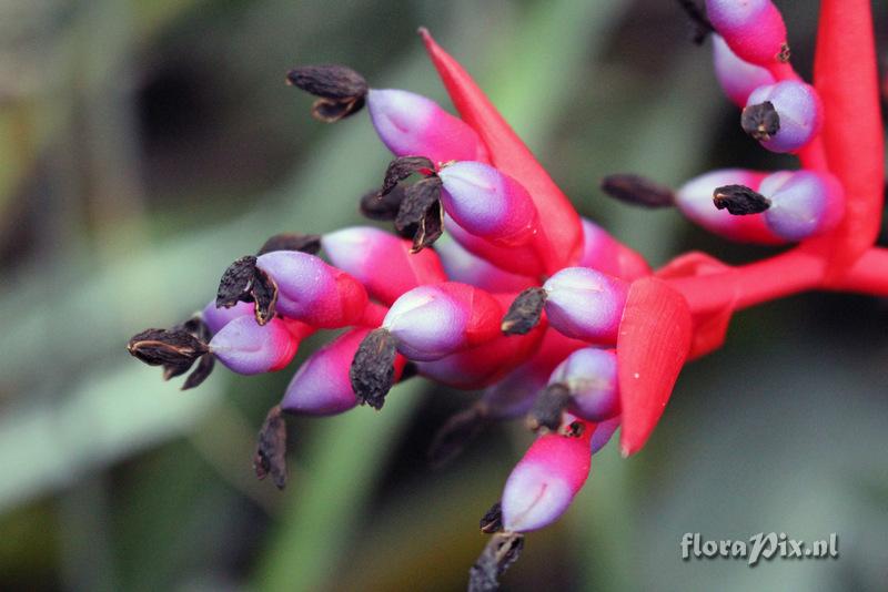 Aechmea weilbachii