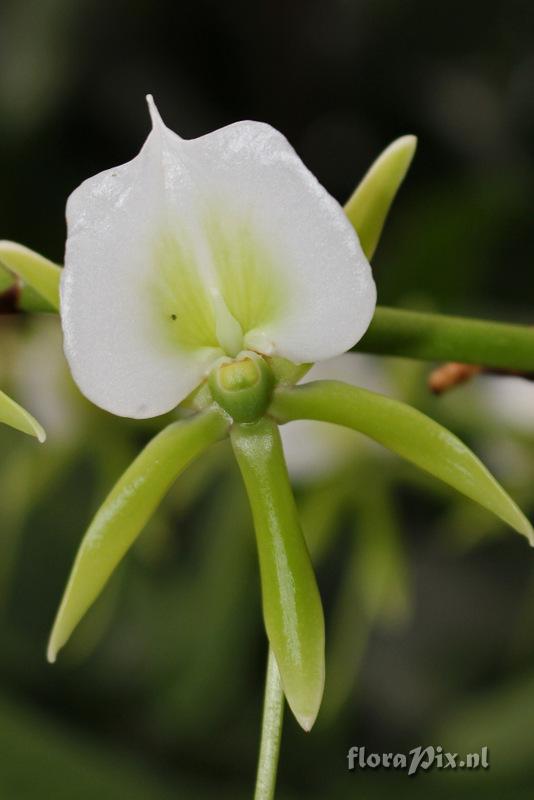 Angraecum eburneum