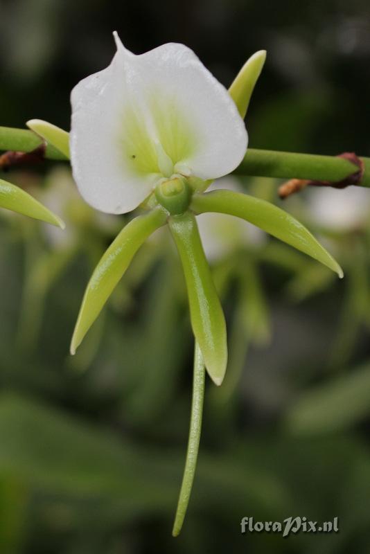 Angraecum eburneum