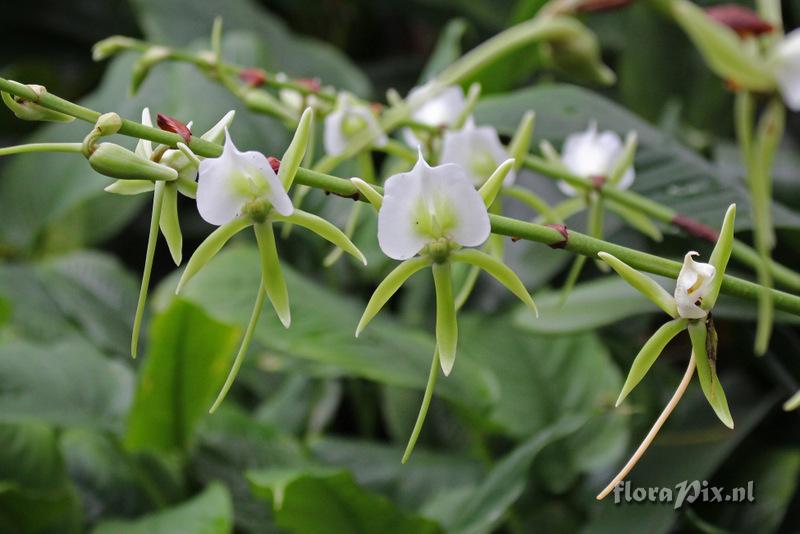 Angraecum eburneum