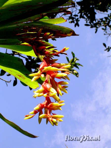 Vriesea billbergioides