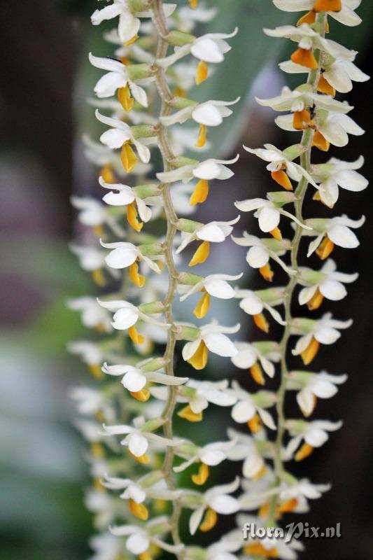 Dendrochilum cobbianum