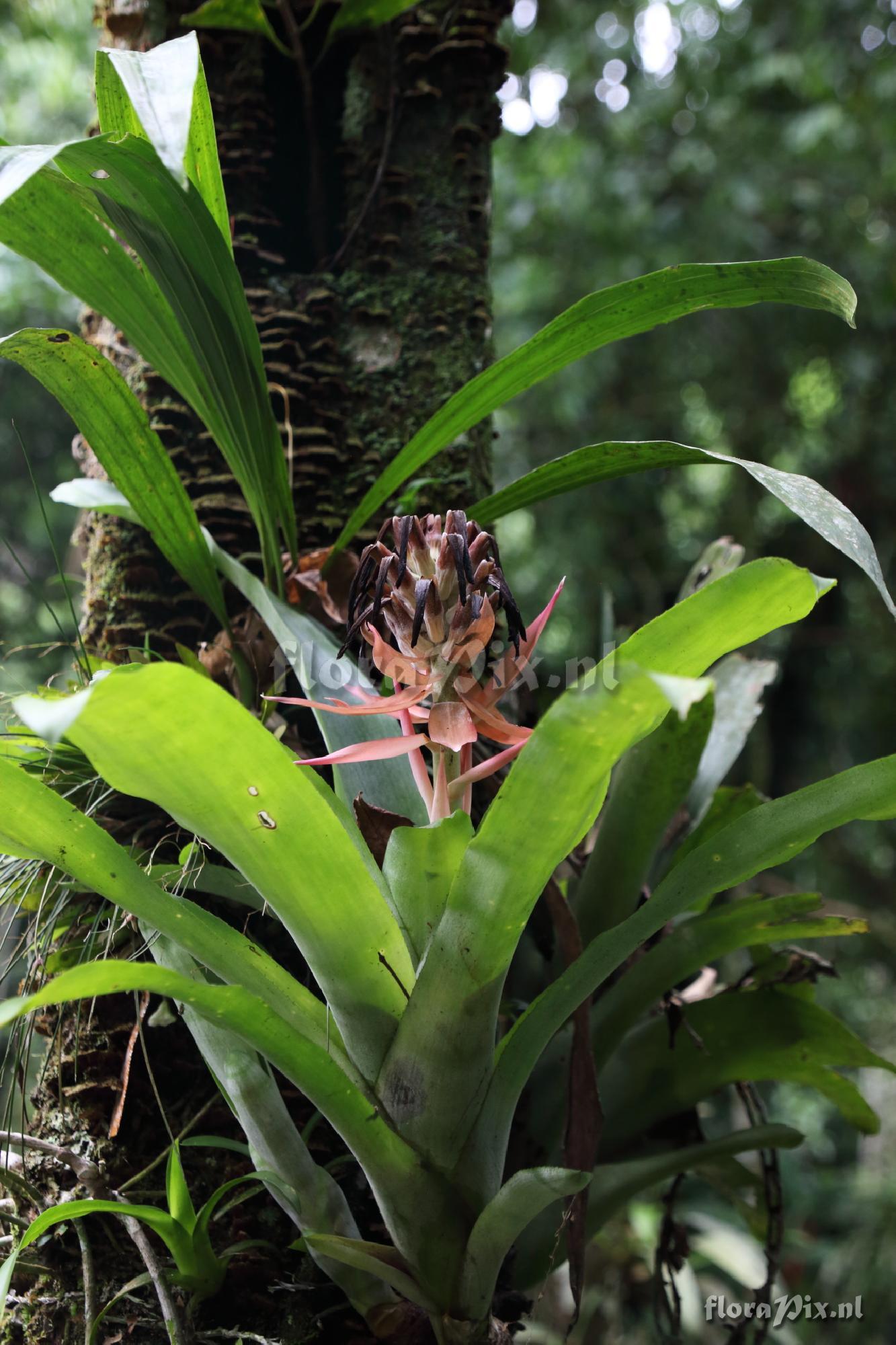 Billbergia pyramidalis