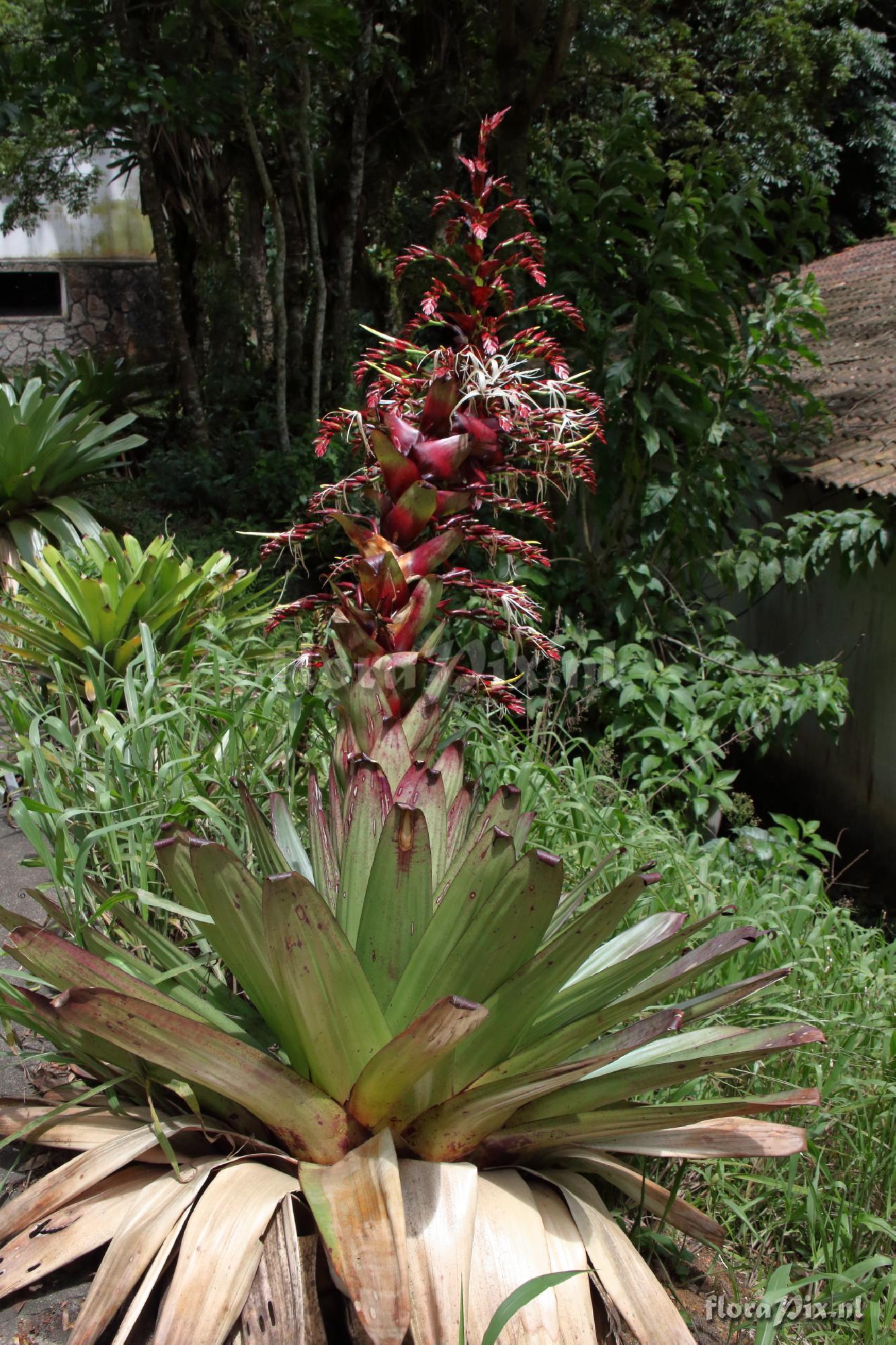 Alcantarea imperialis