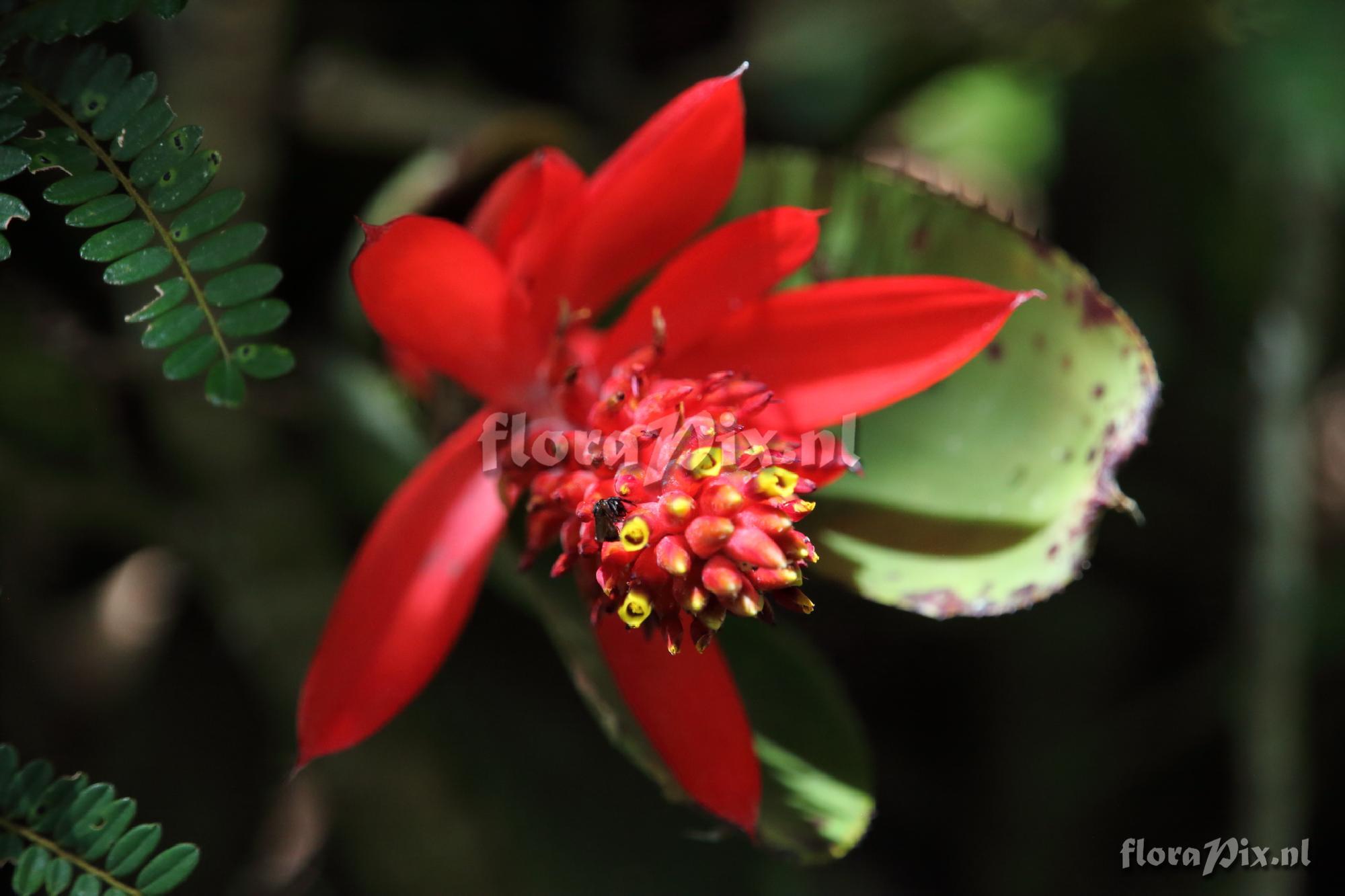 Aechmea nudicaulis