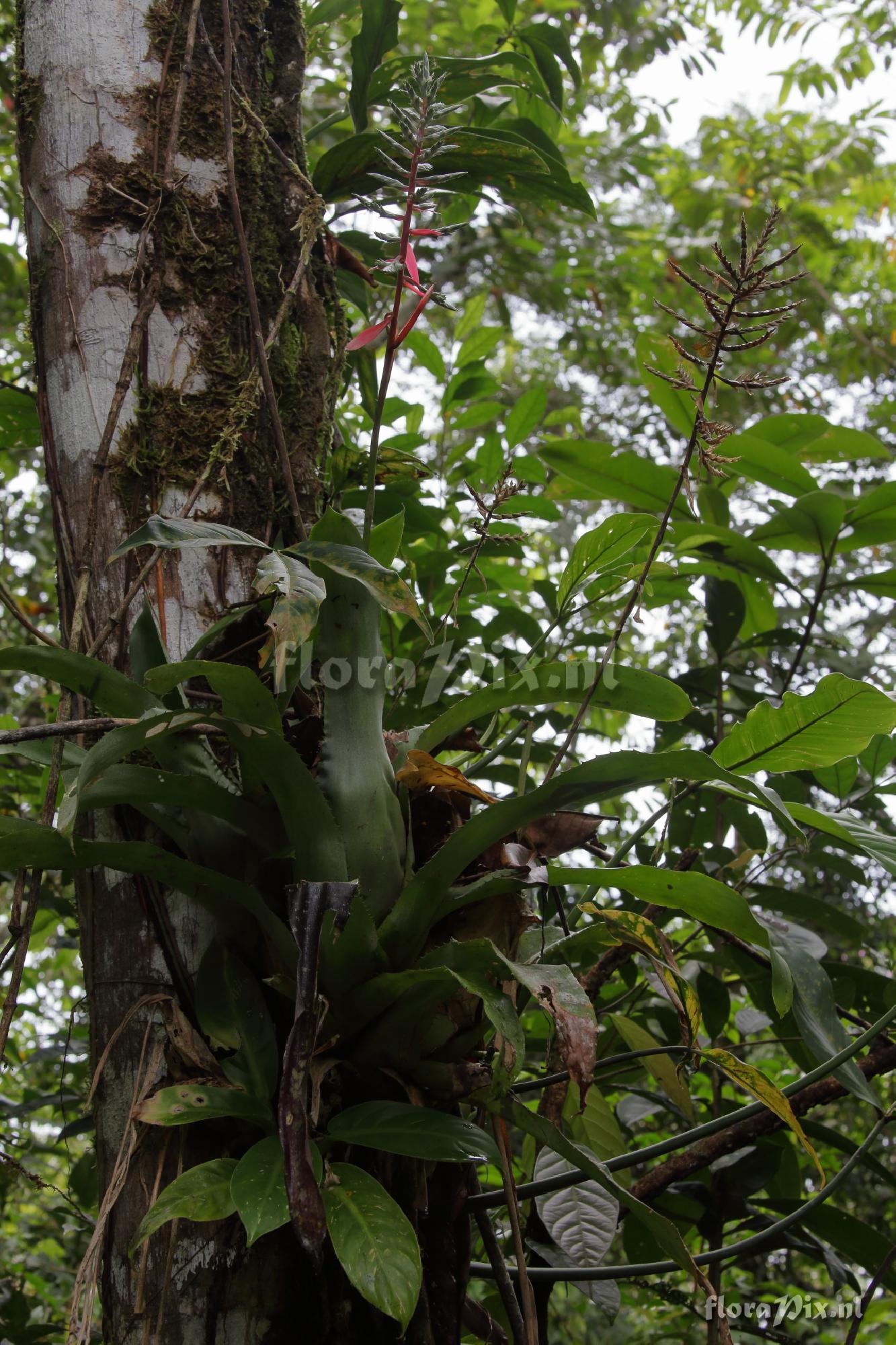 Aechmea pubescens