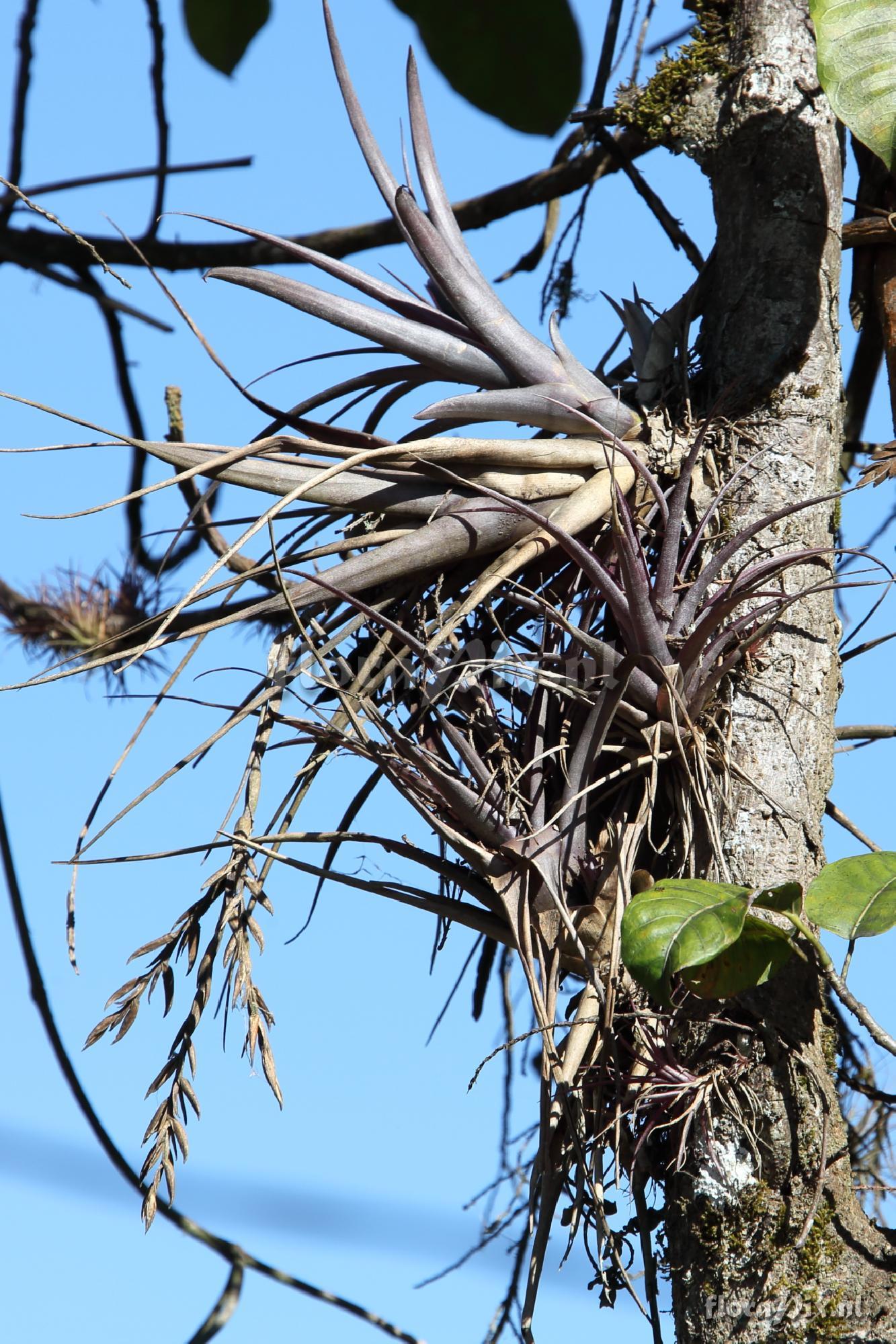 Tillandsia  variabilis