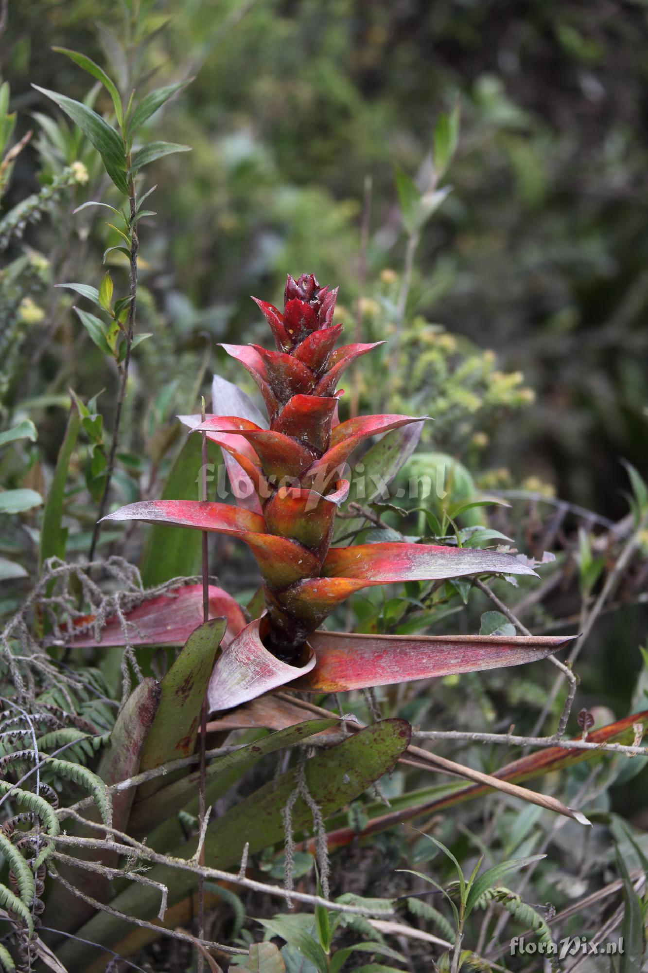 Guzmania squarossa