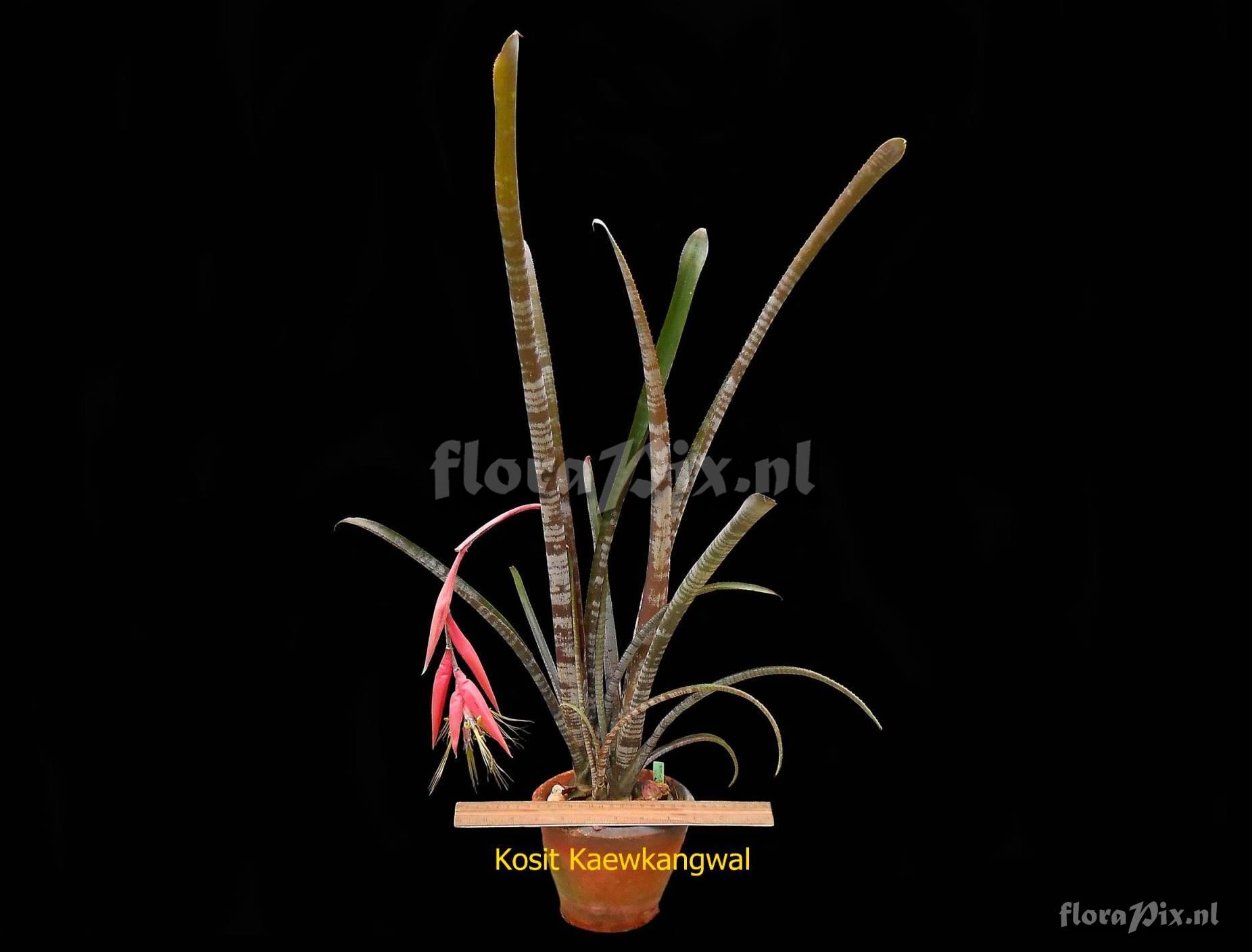 Billbergia meyeri