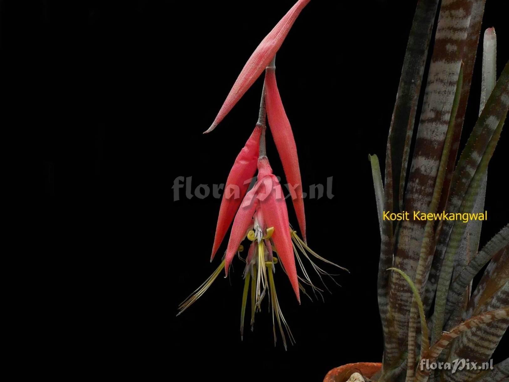 Billbergia meyeri