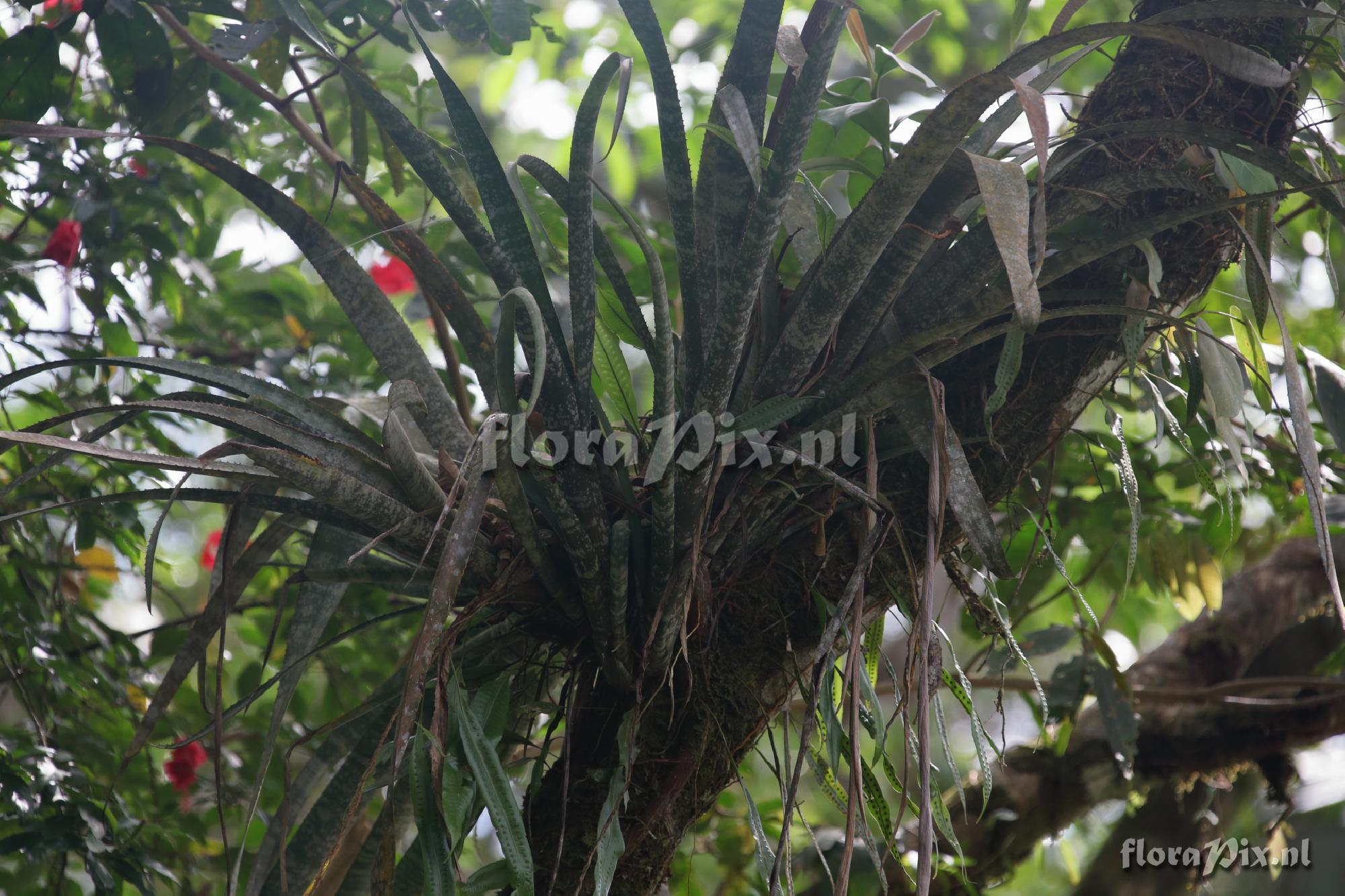 Billbergia cf. violacea