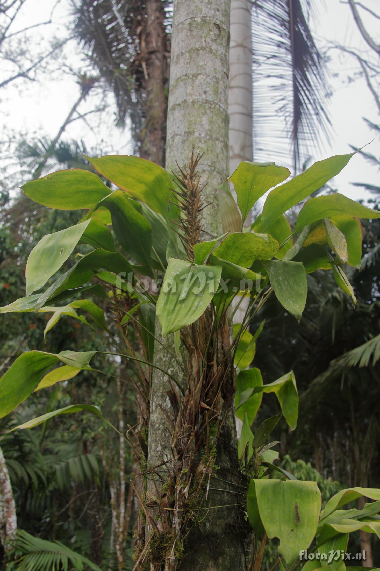 Pitcairnia dolichopetala