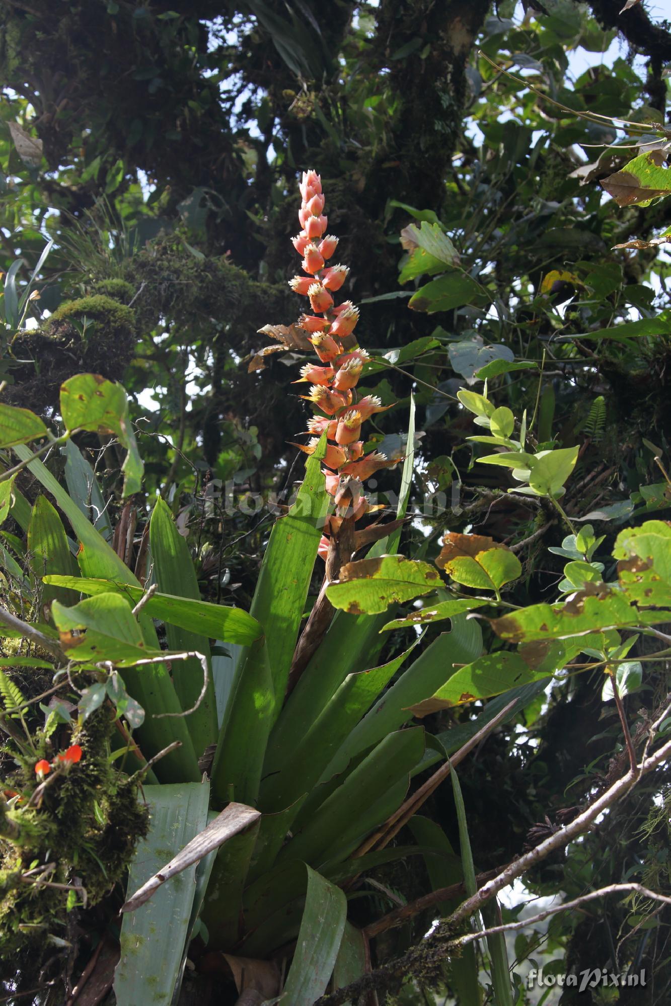 Mezobromelia capituligera