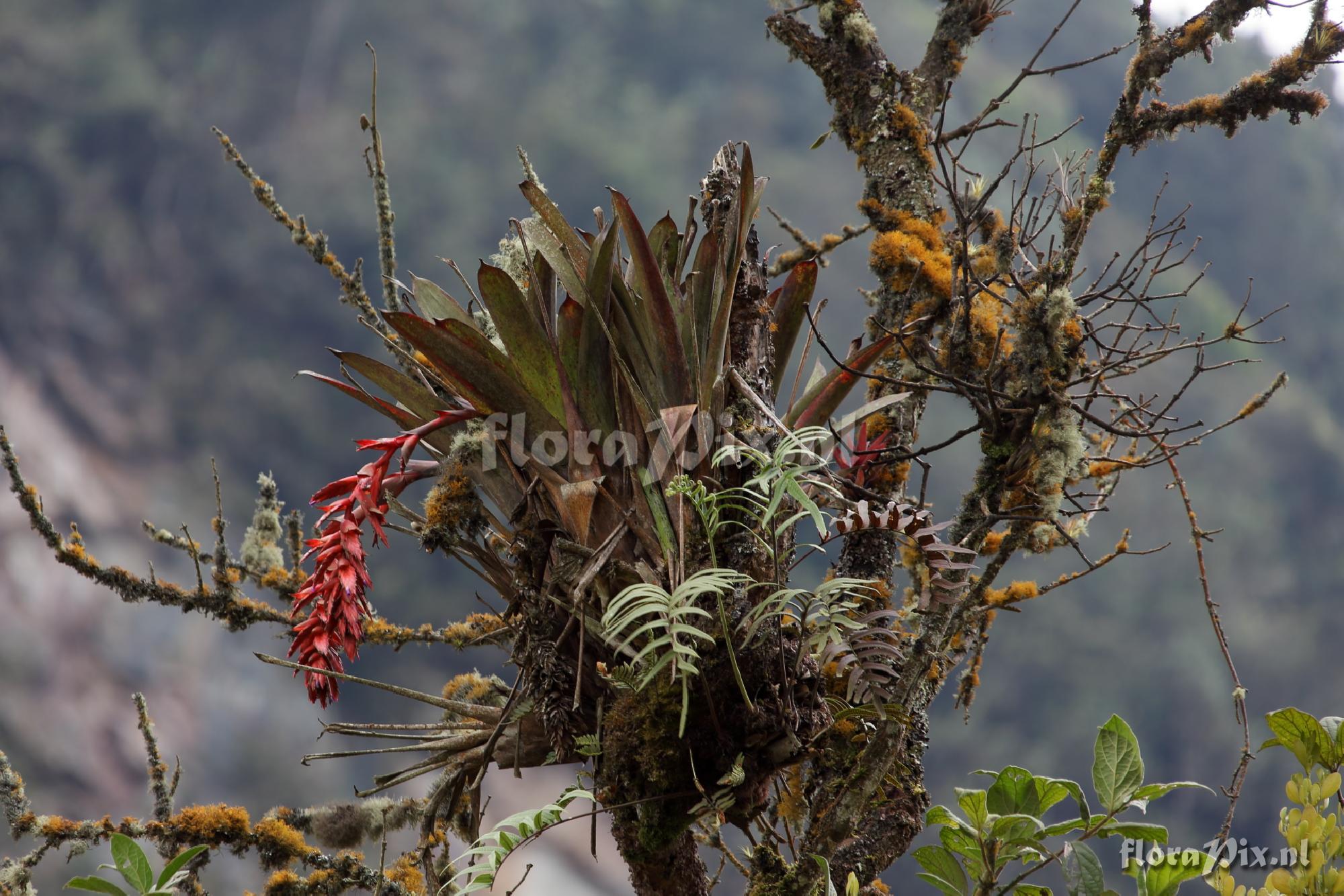 Tillandsia humboldtii  