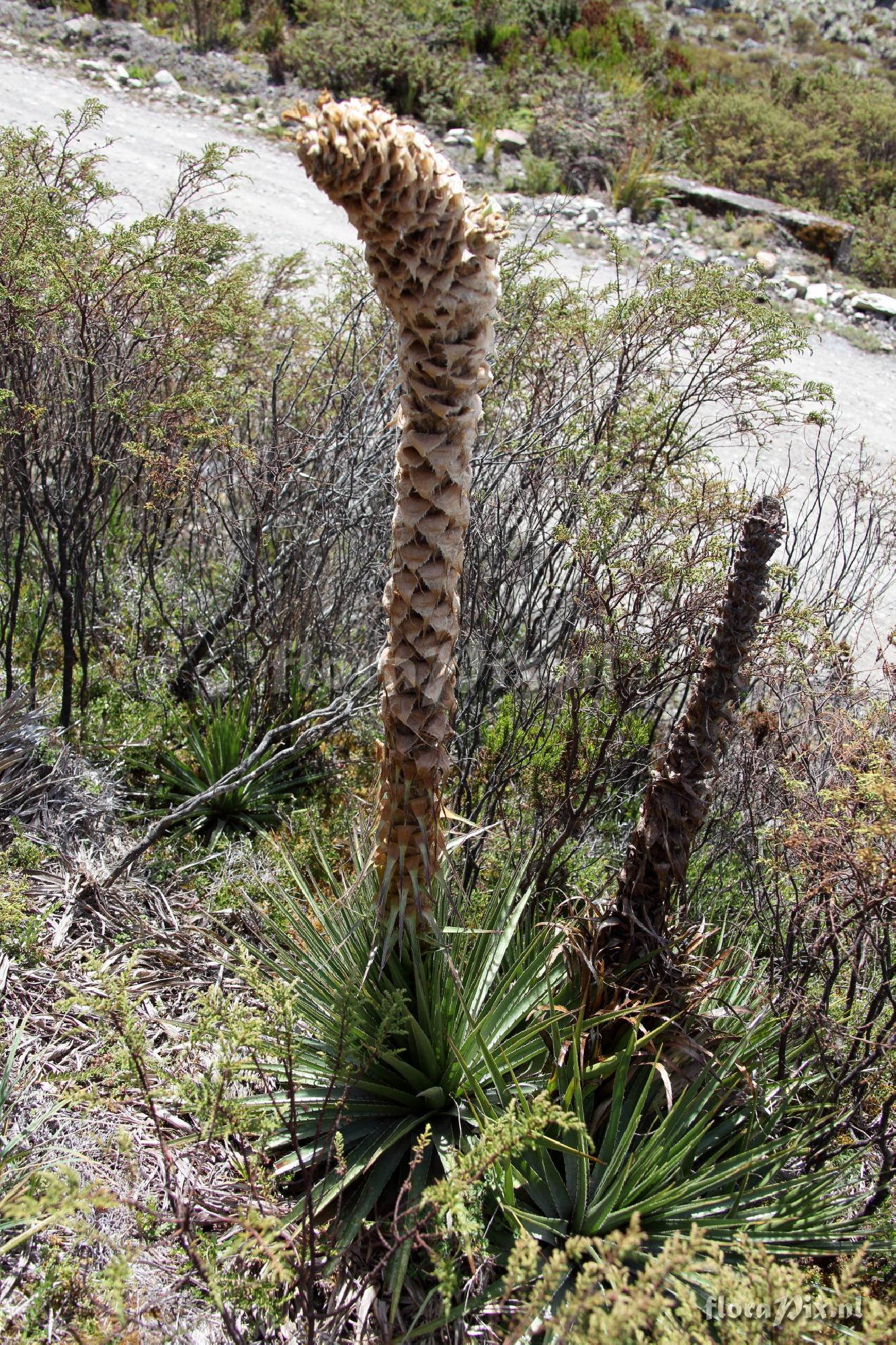 Puya sp.