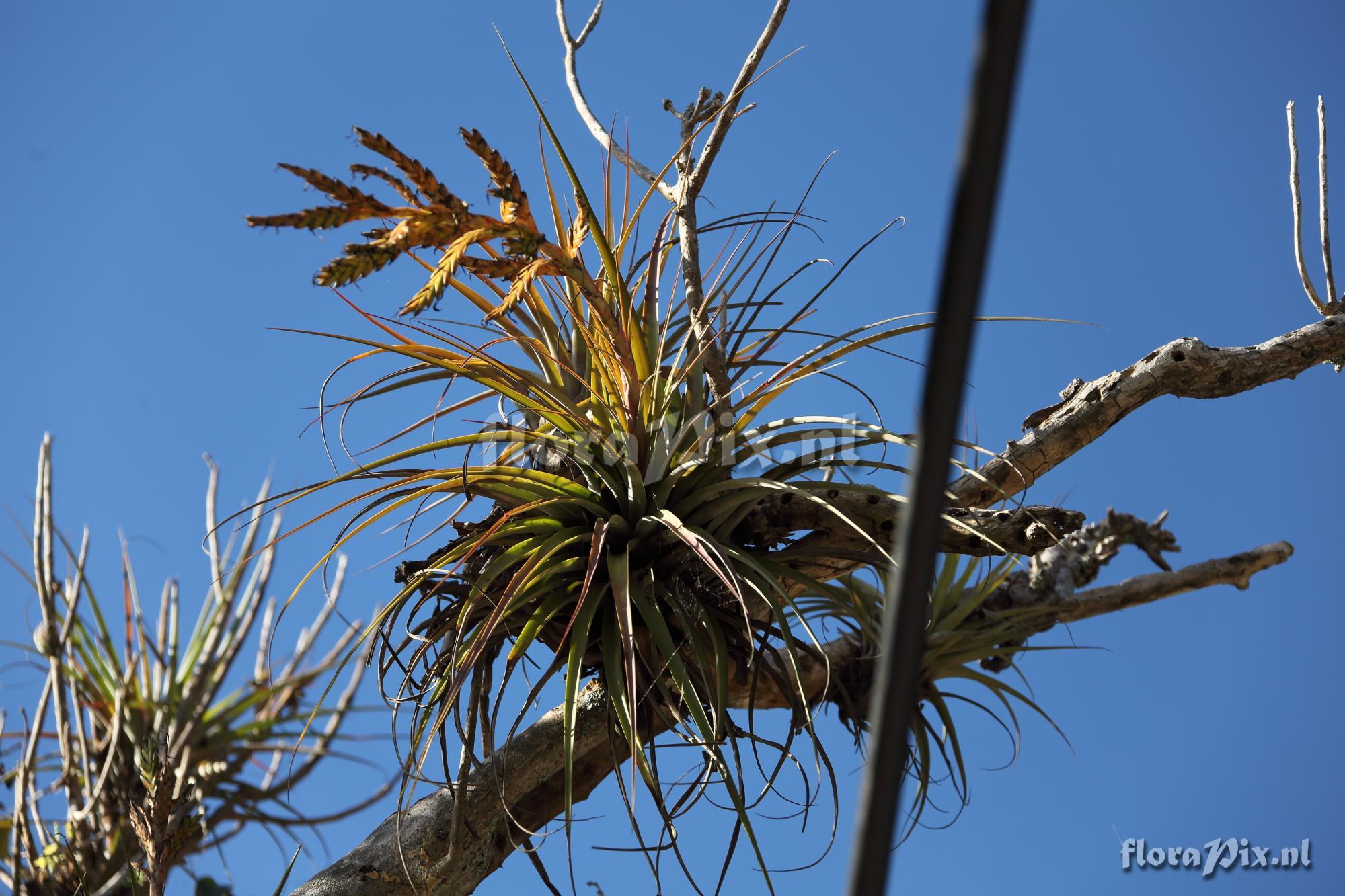 Tillandsia cf. rodrigueziana